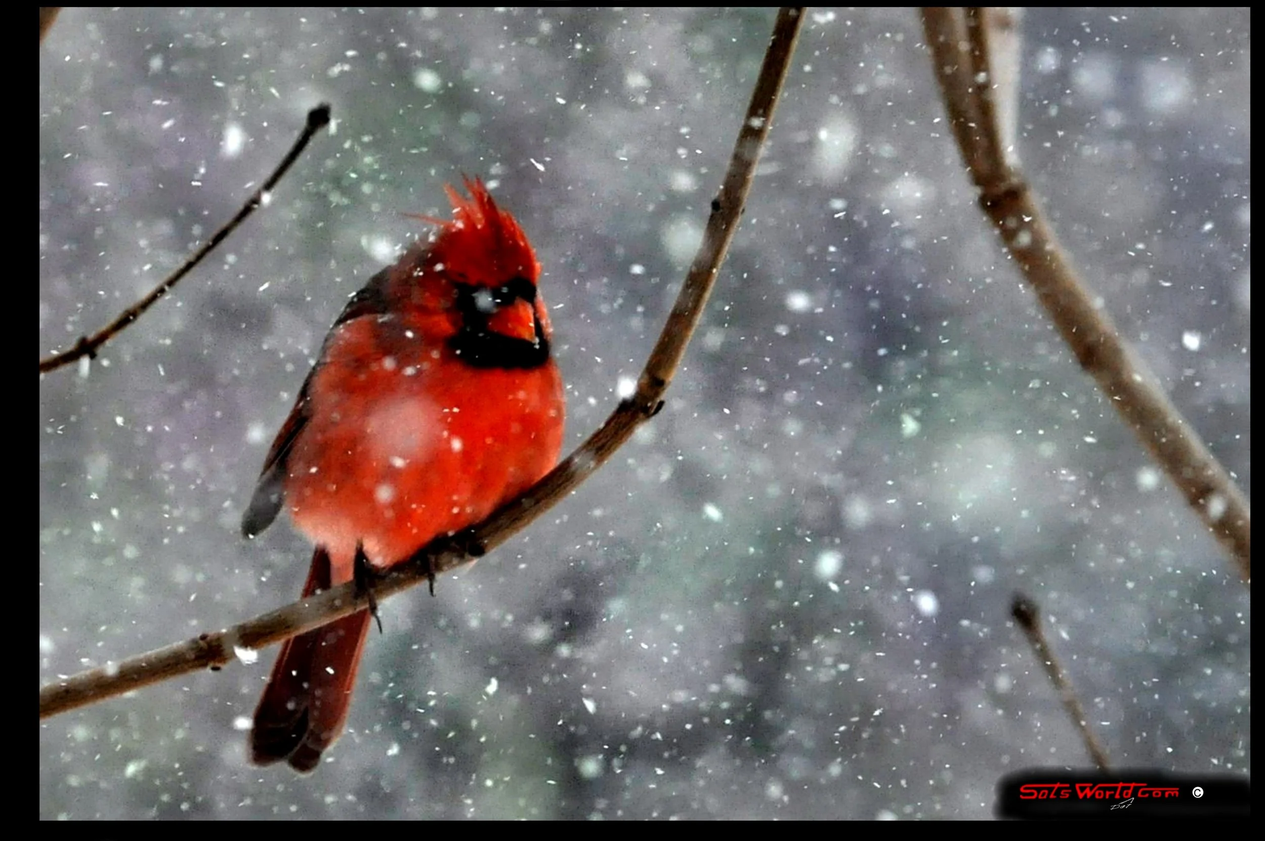A red cardinal bird perched on a snow-covered branch in a snowy environment, with falling snowflakes around it.
