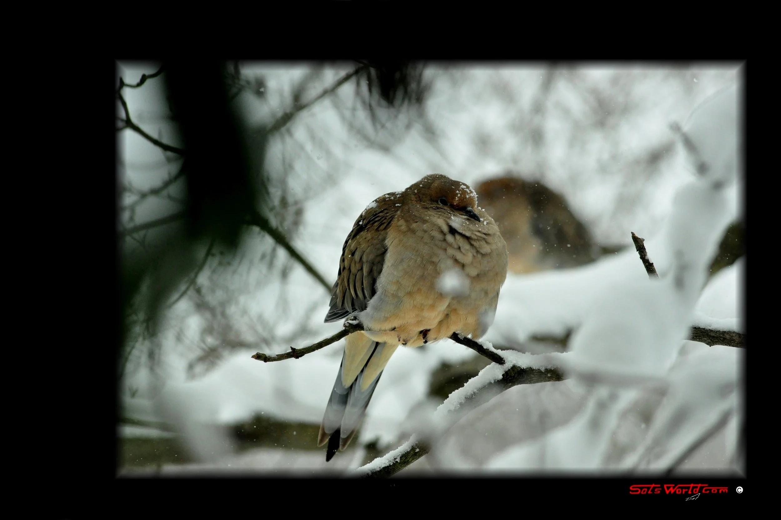 A bird perched on a snow-covered branch in a winter landscape with blurred trees in the background.