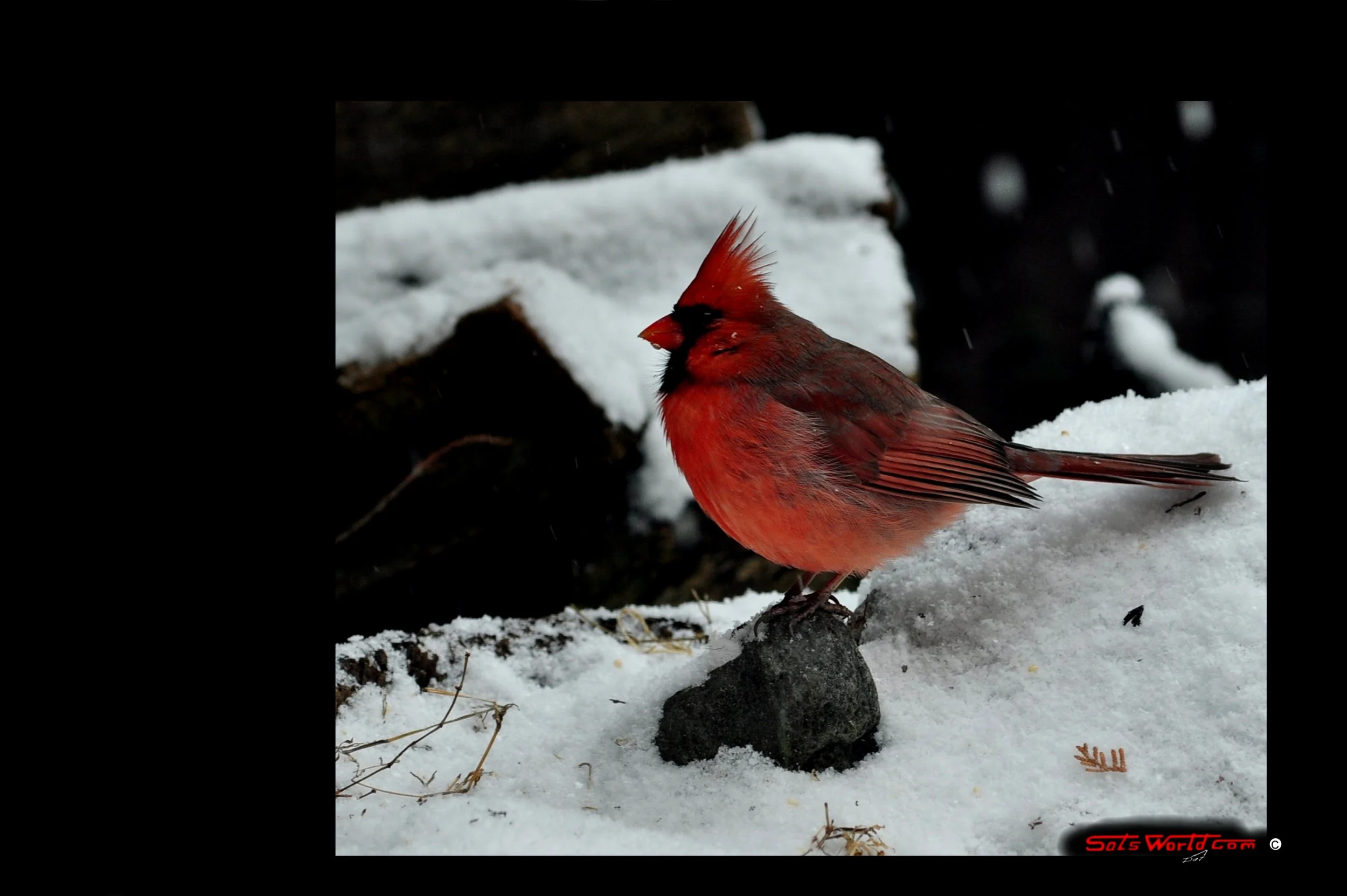 A bright red cardinal bird standing on snow-covered ground with dark rocks and sparse vegetation nearby.