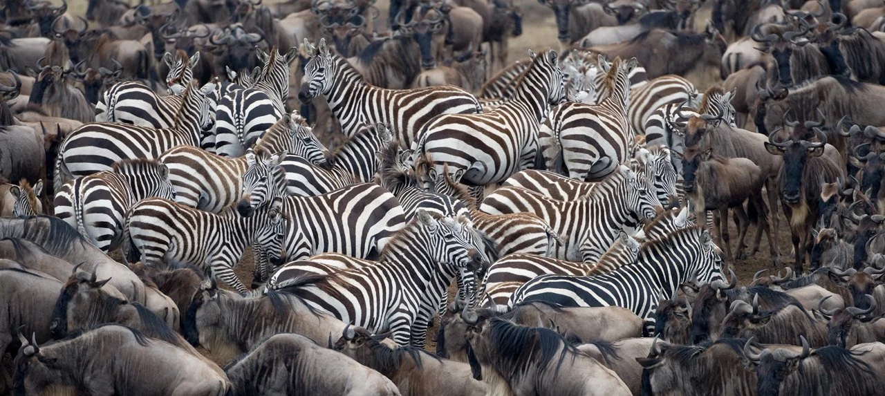 Zebra Common 001.jpg