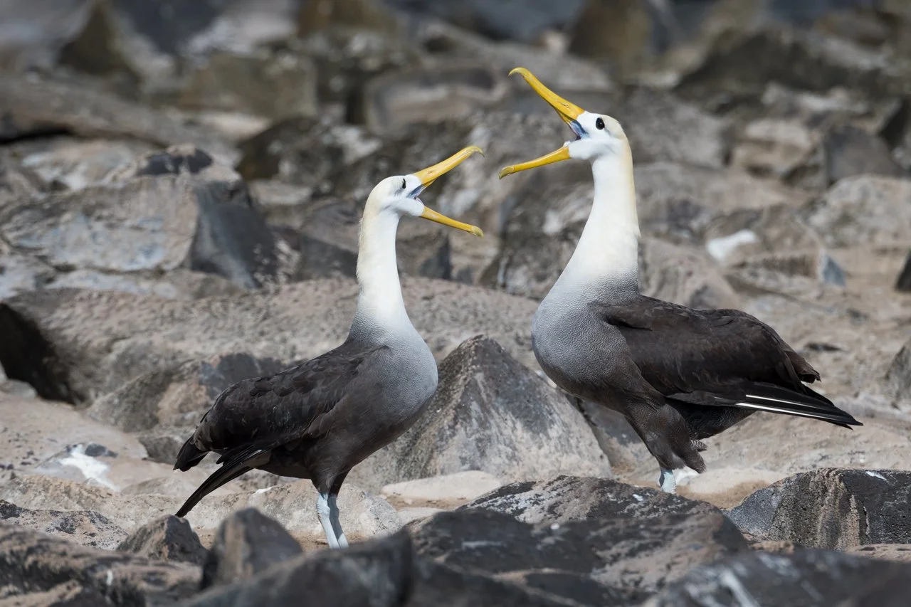 Albatross, Waved 001.jpg