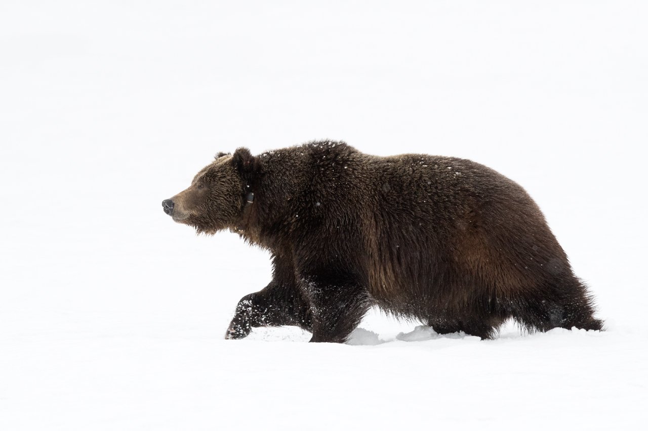 Bear, Grizzly 362.jpg