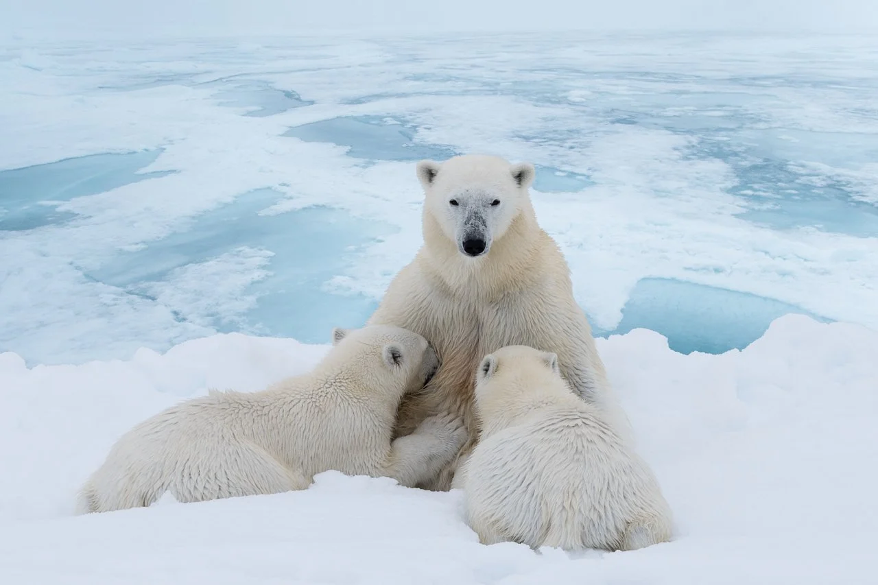 Bear, Polar(Arctic) 004.jpg