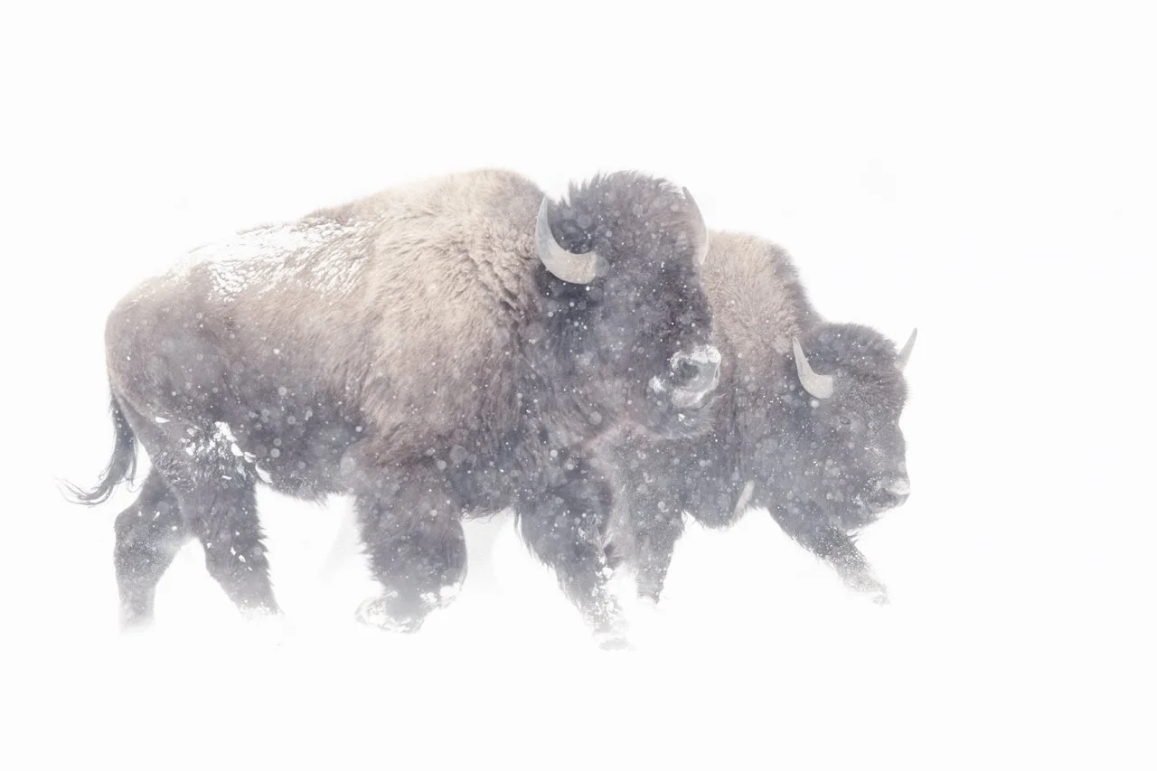 Buffalo 502.jpg