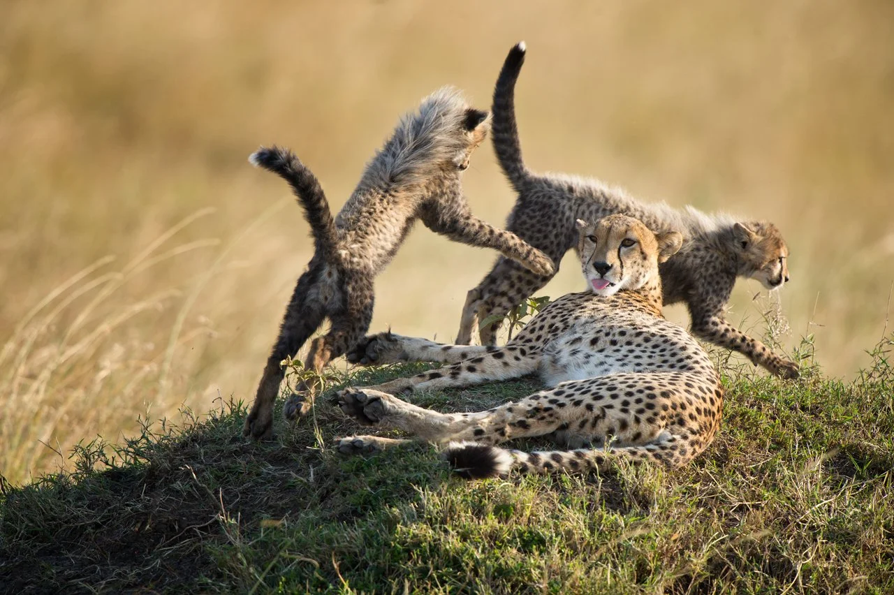 Cheetah 066.jpg
