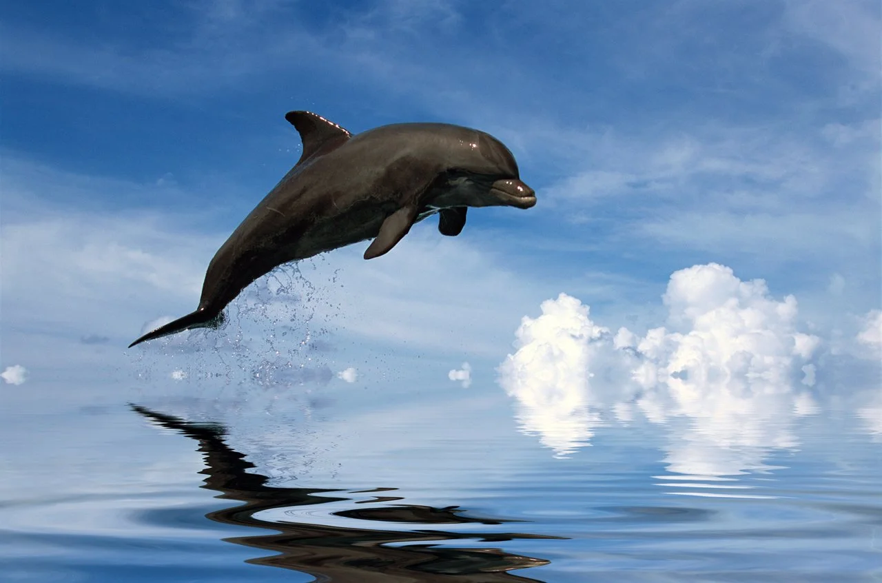 Dolphin Atlantic 1.jpg
