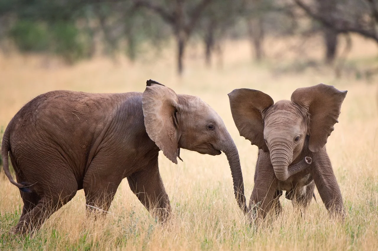 Elephant, African 102.jpg