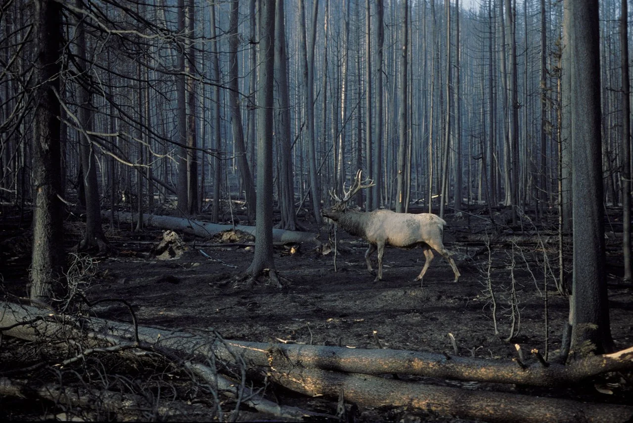 Elk 47.jpg