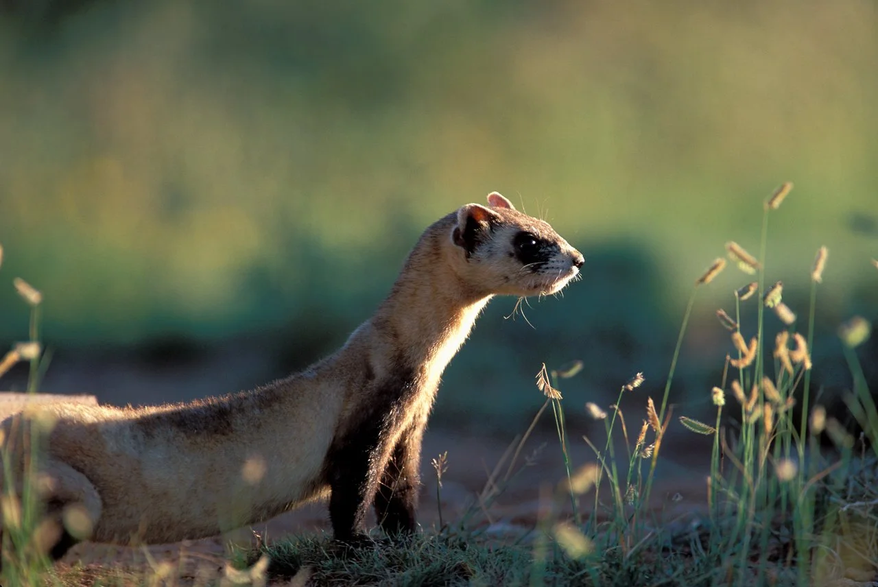 Ferret, Black-footed 1.jpg