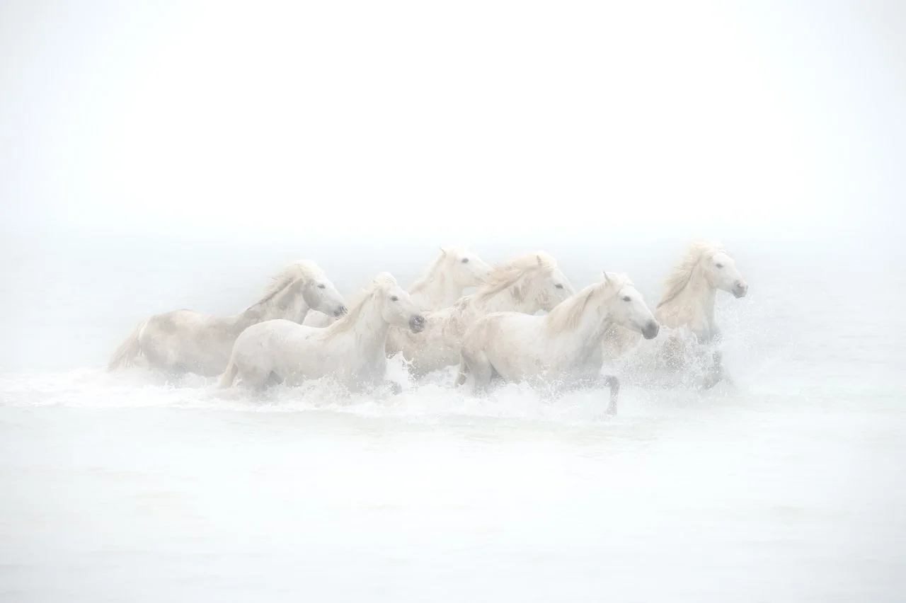 Horses, Camargue 140.jpg
