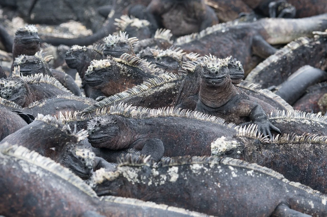 Iguana-Marine 013.jpg