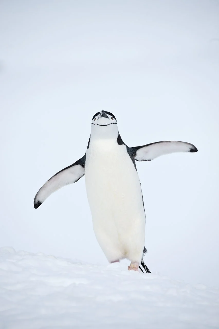 Penguins, Chinstrap 040.jpg