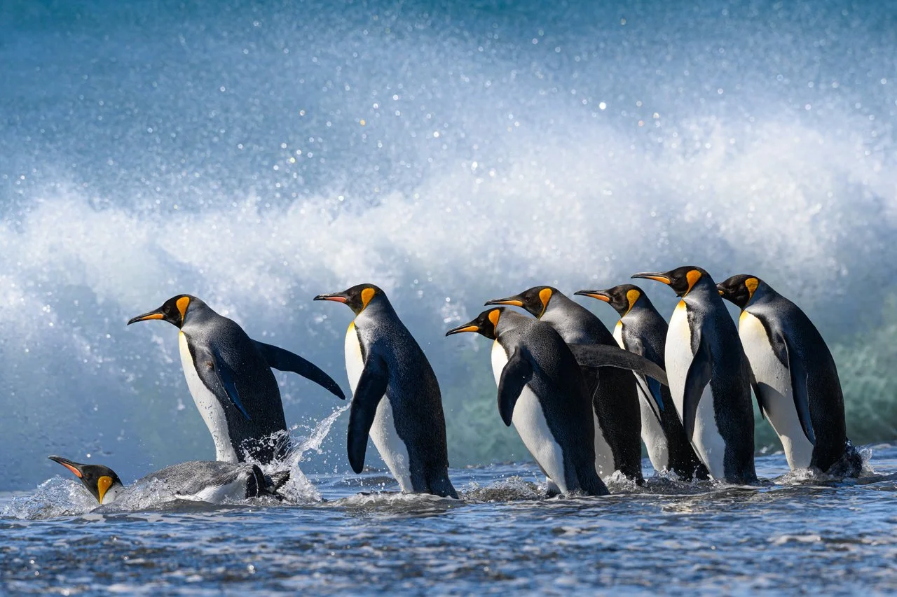 Penguin, King 0253.jpg