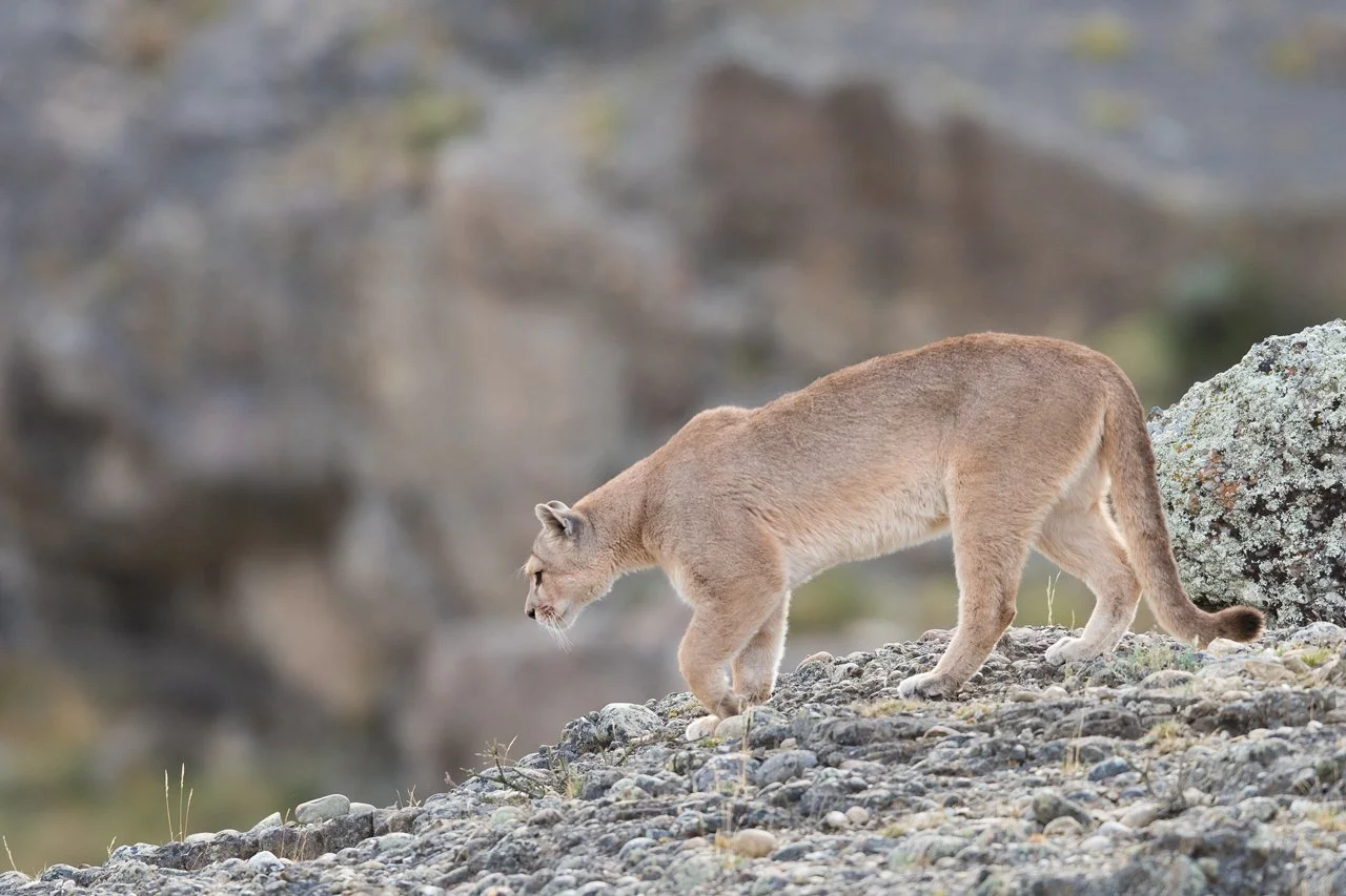 Puma 030.jpg