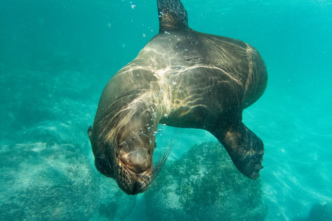 Sea Lion, Galapagos 045.jpg