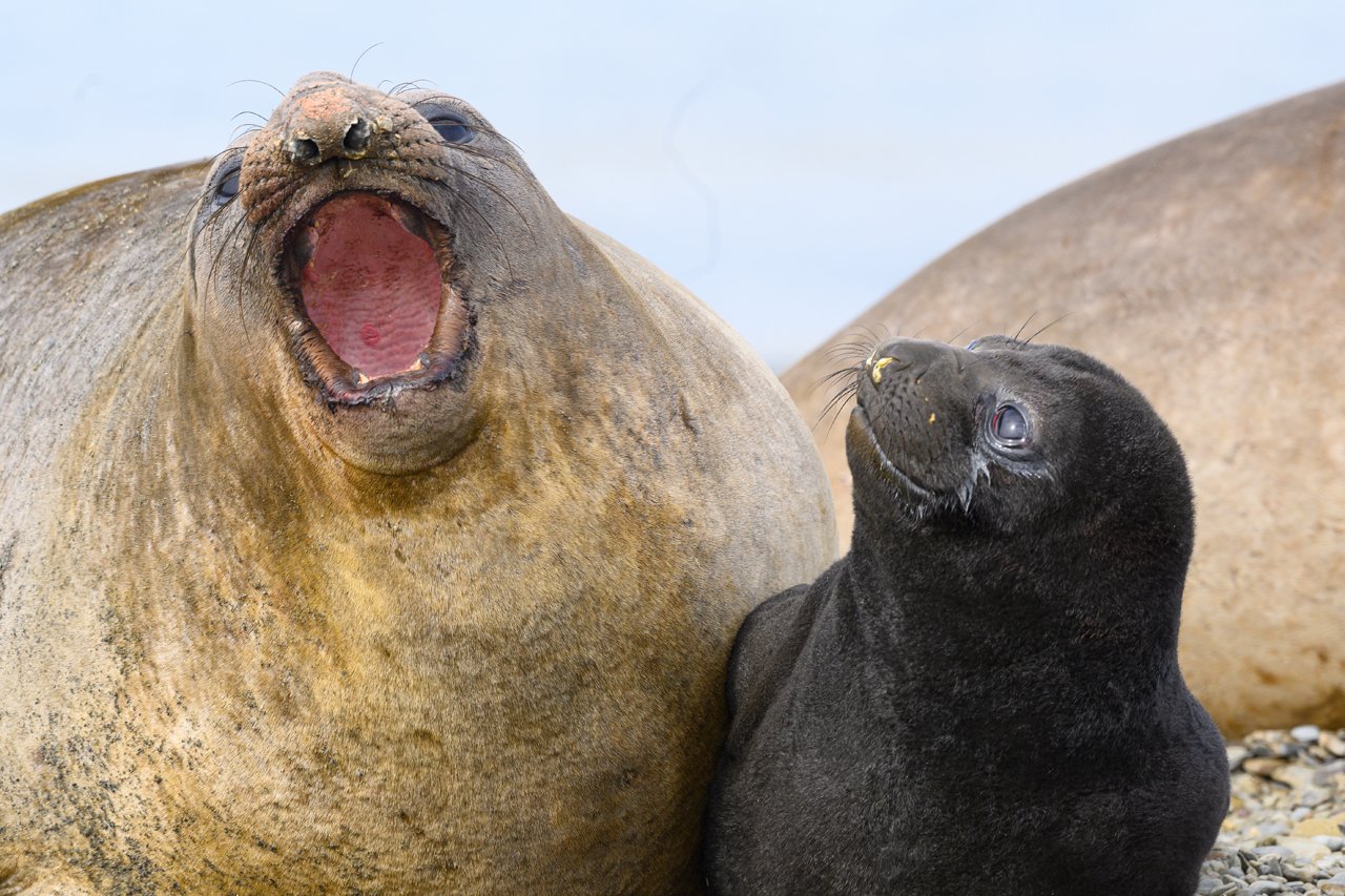Seal, Elephant 097.jpg