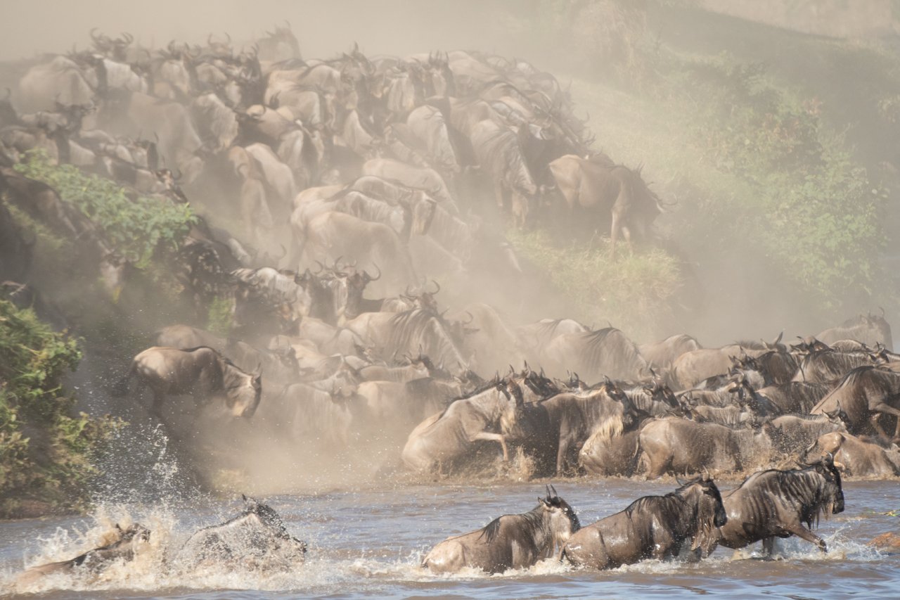 Tanzania, Wildebeest 035.jpg