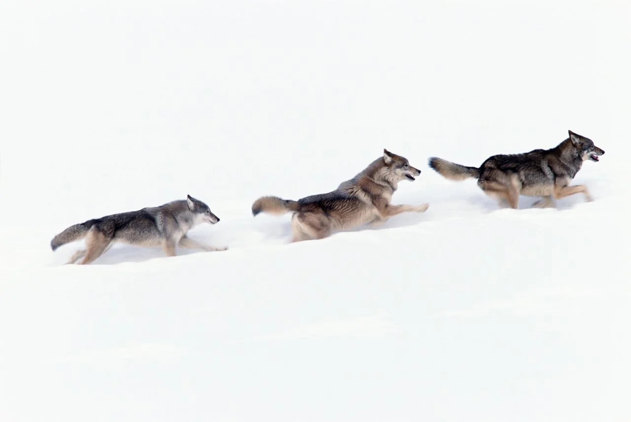 Wolf 1.jpg