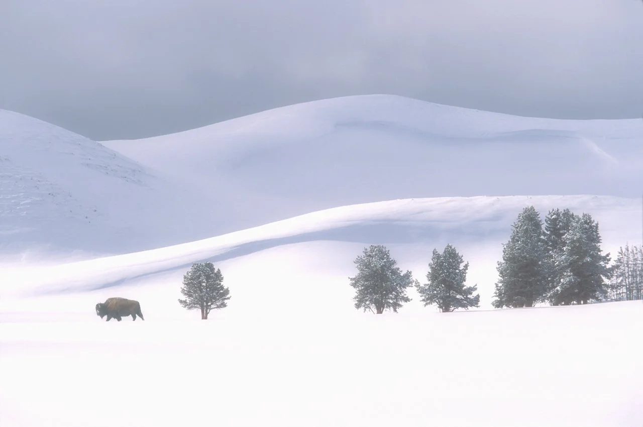 Yellowstone Park 32 .jpg