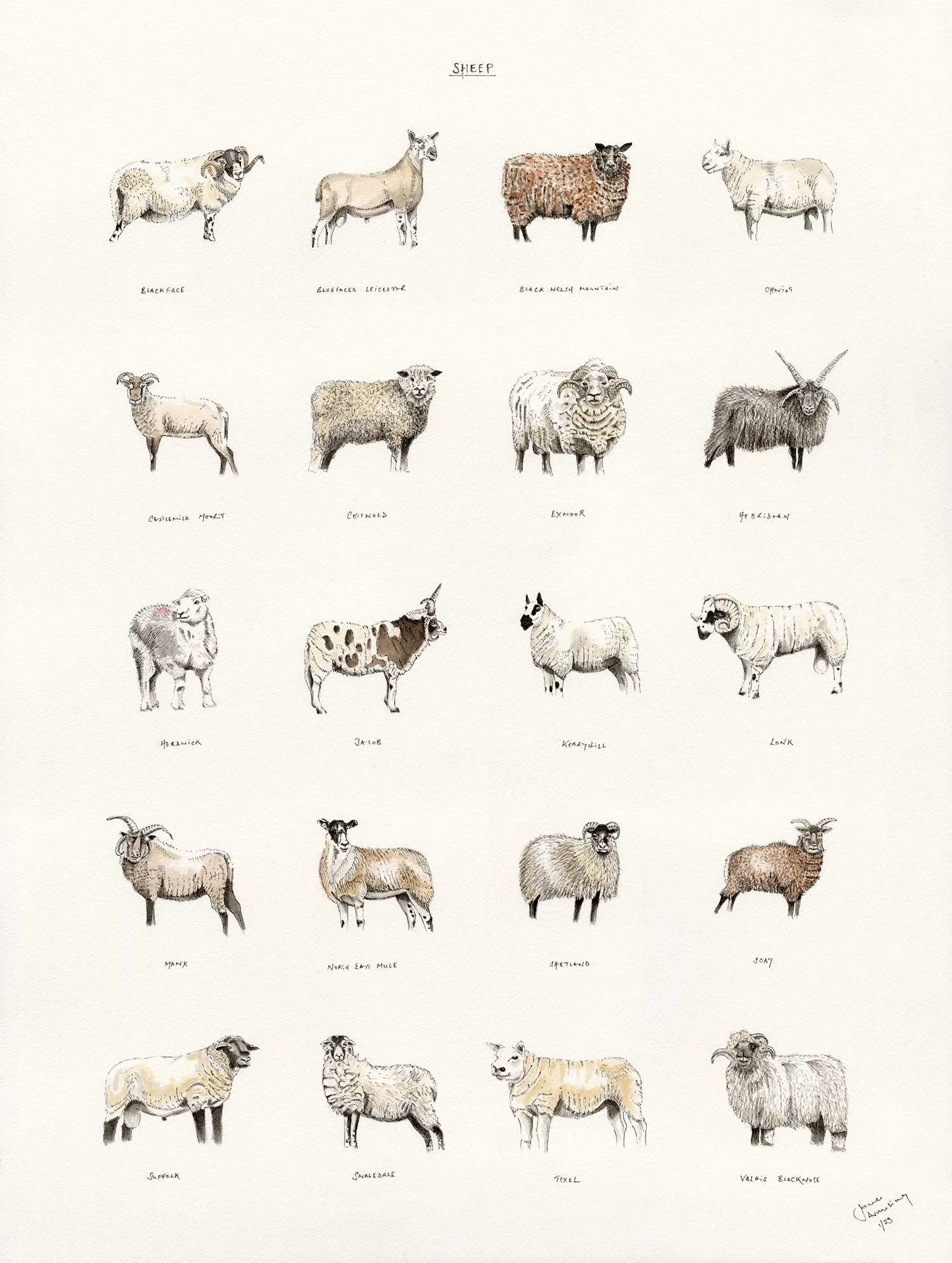 sheep2.jpg
