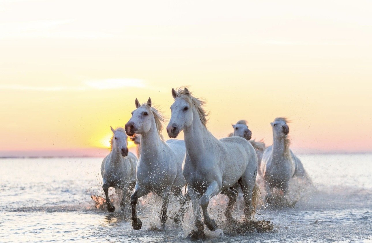 Trésors de Camargue et des Cévennes 2027
