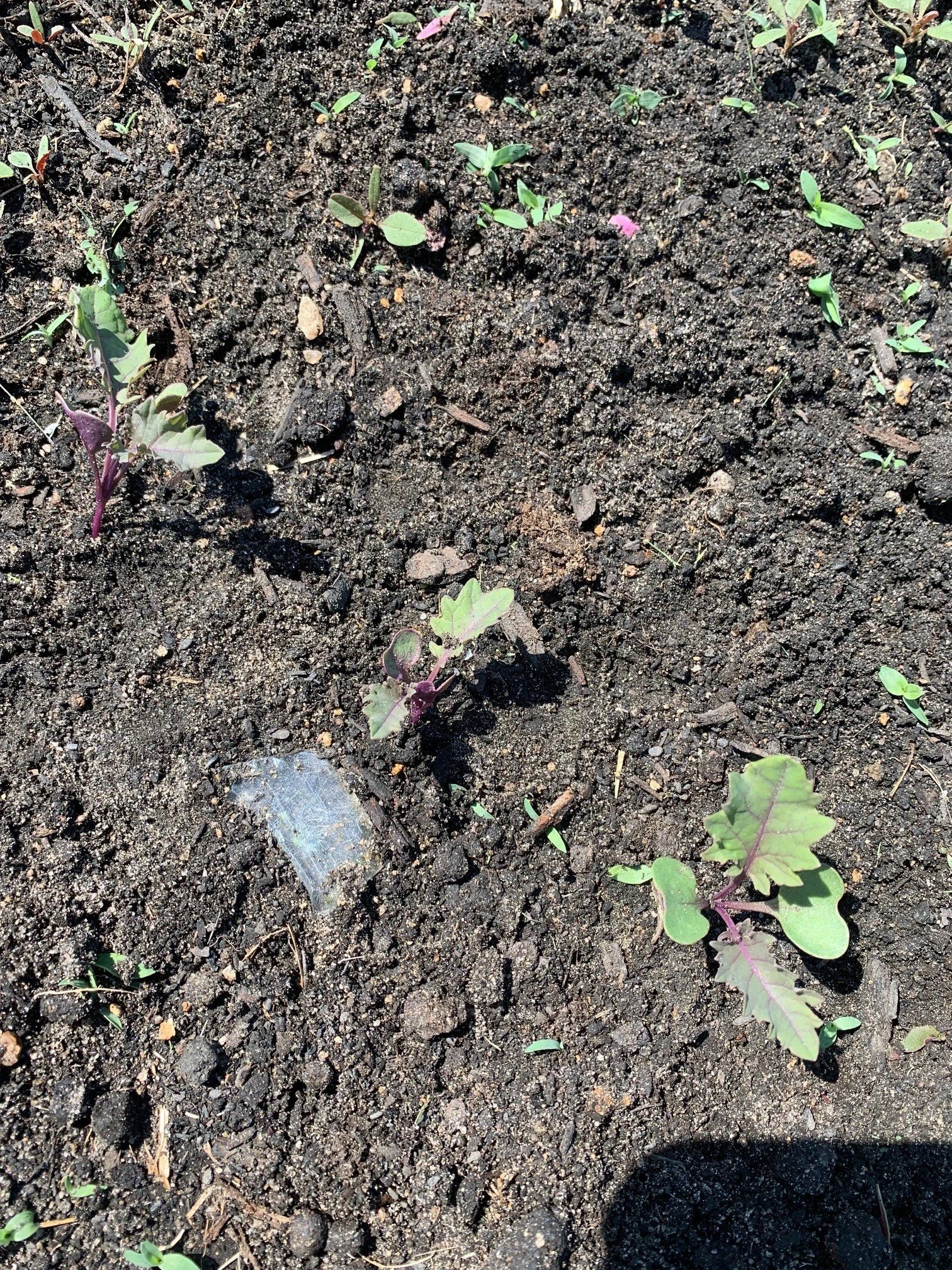 purple kale.jpg