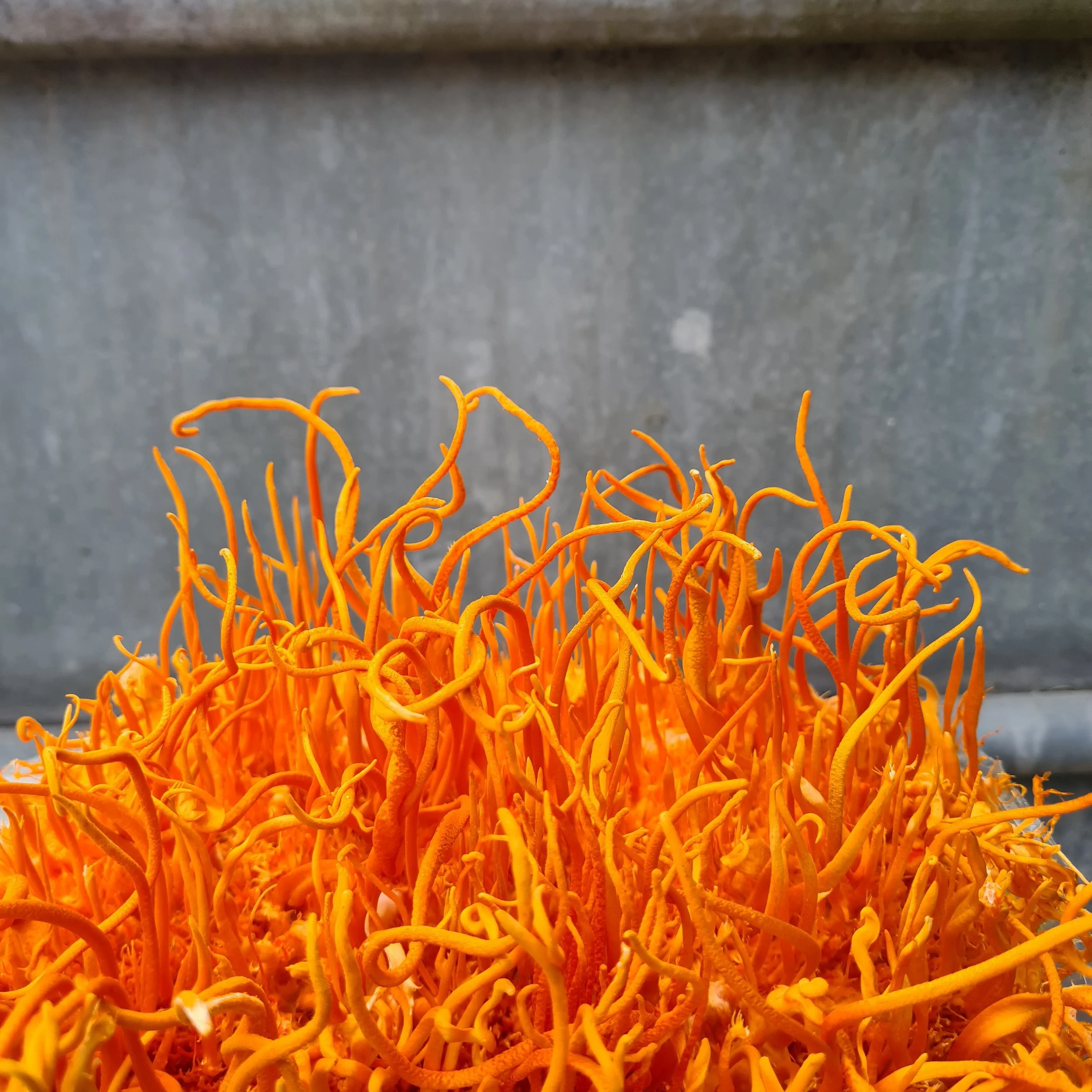 Close-up of Cordyceps mushroom against a blurred gray background.