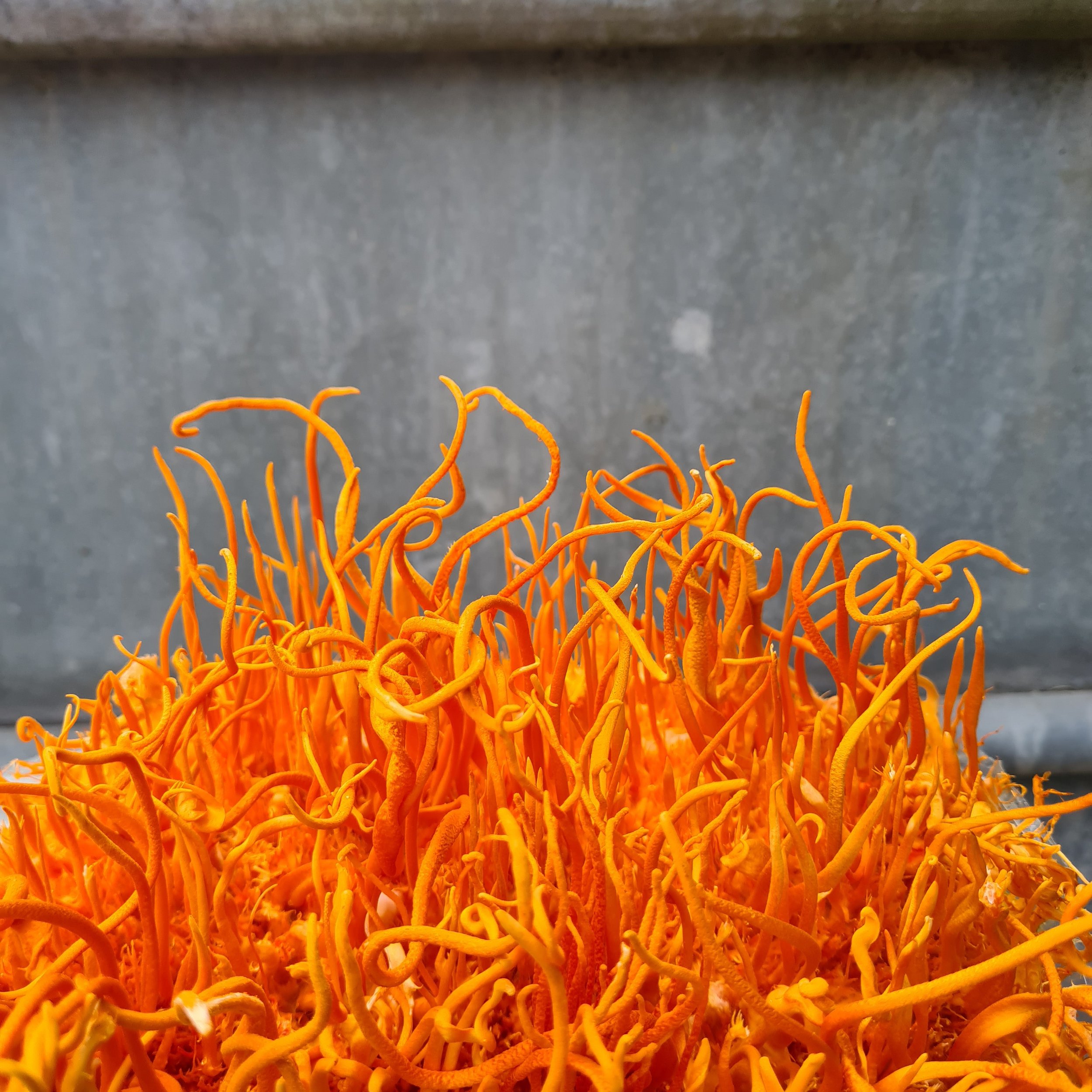 Cordyceps Militaris, grown in the UK by Mushroom Culture