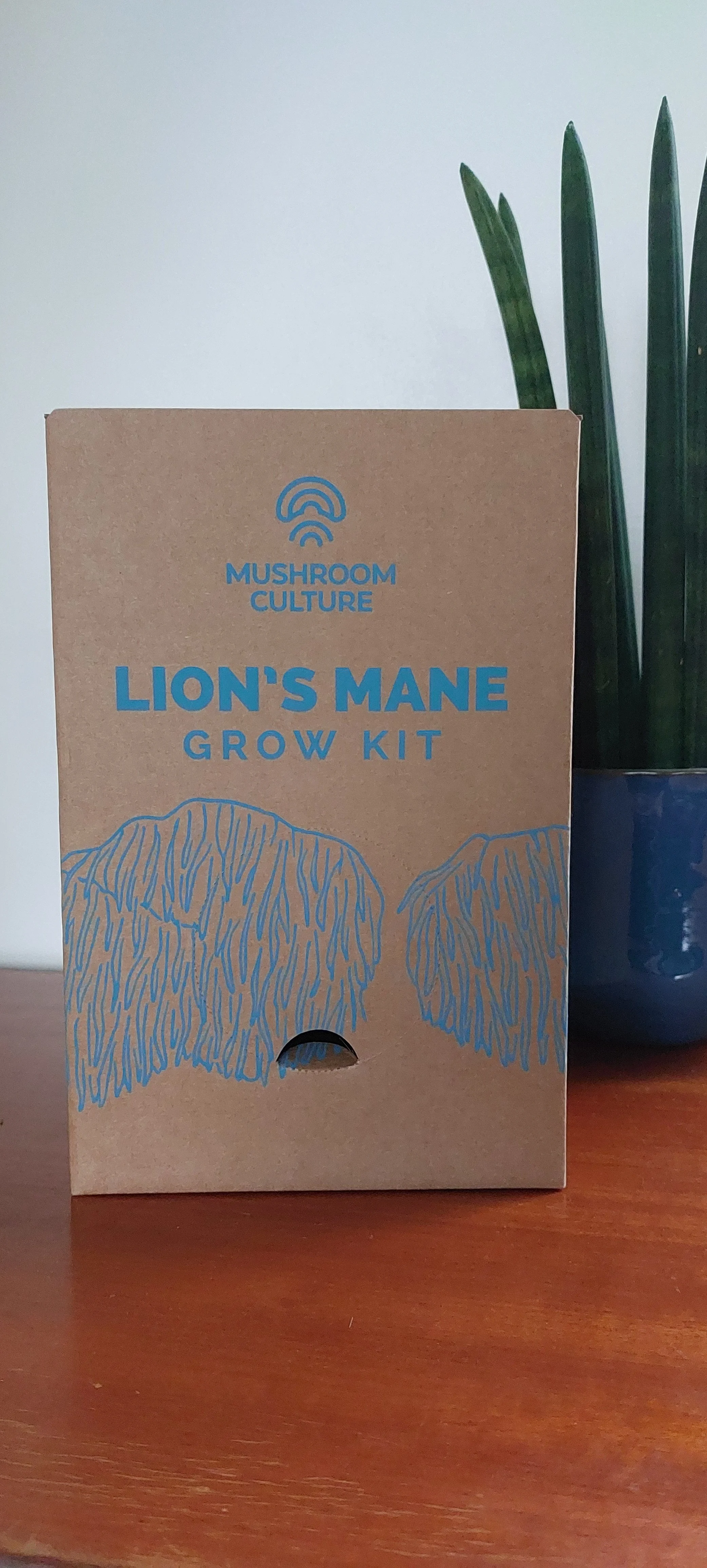 How to grow Lion's Mane Mushroom