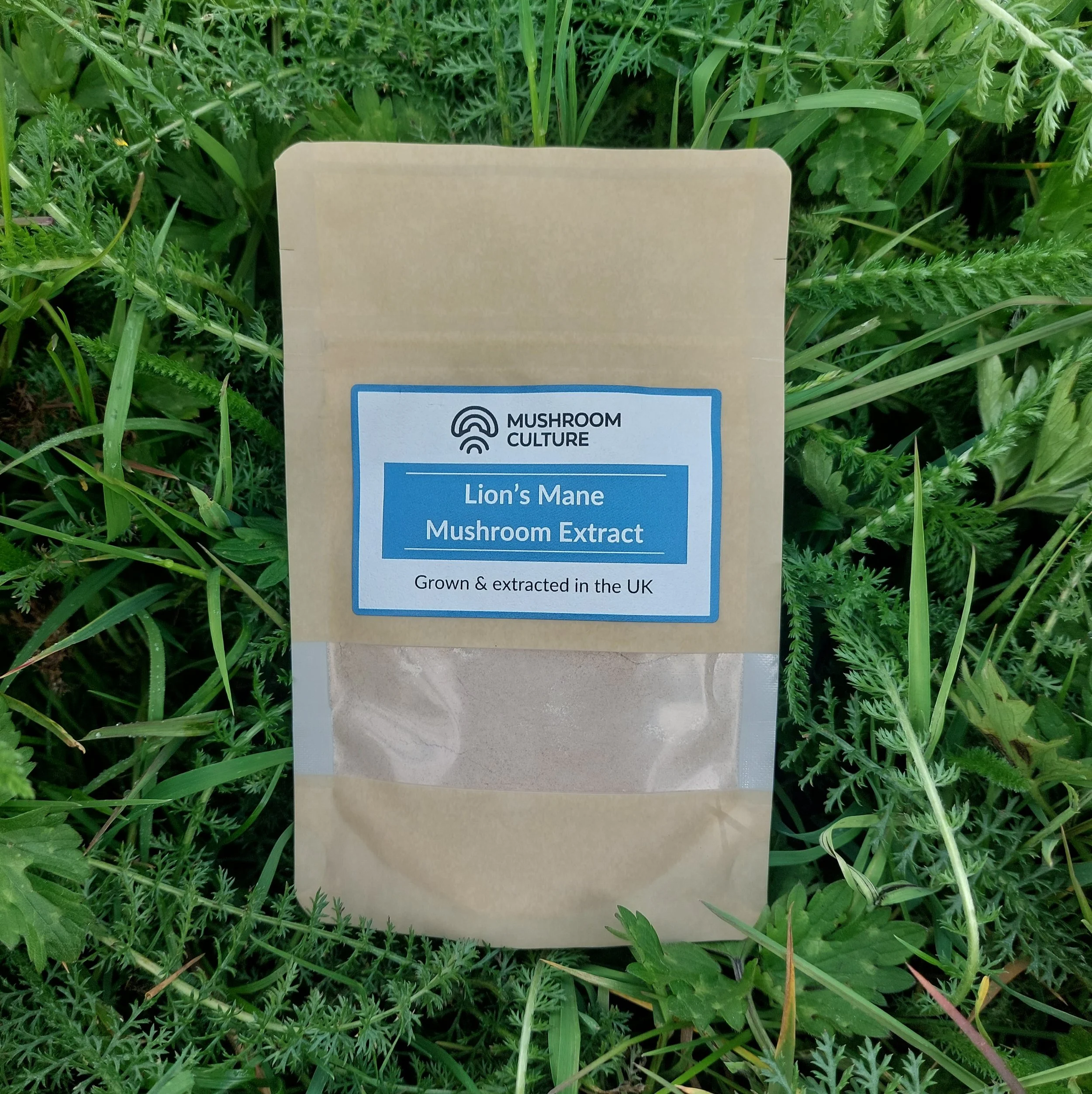 Lion's Mane Extract Powder