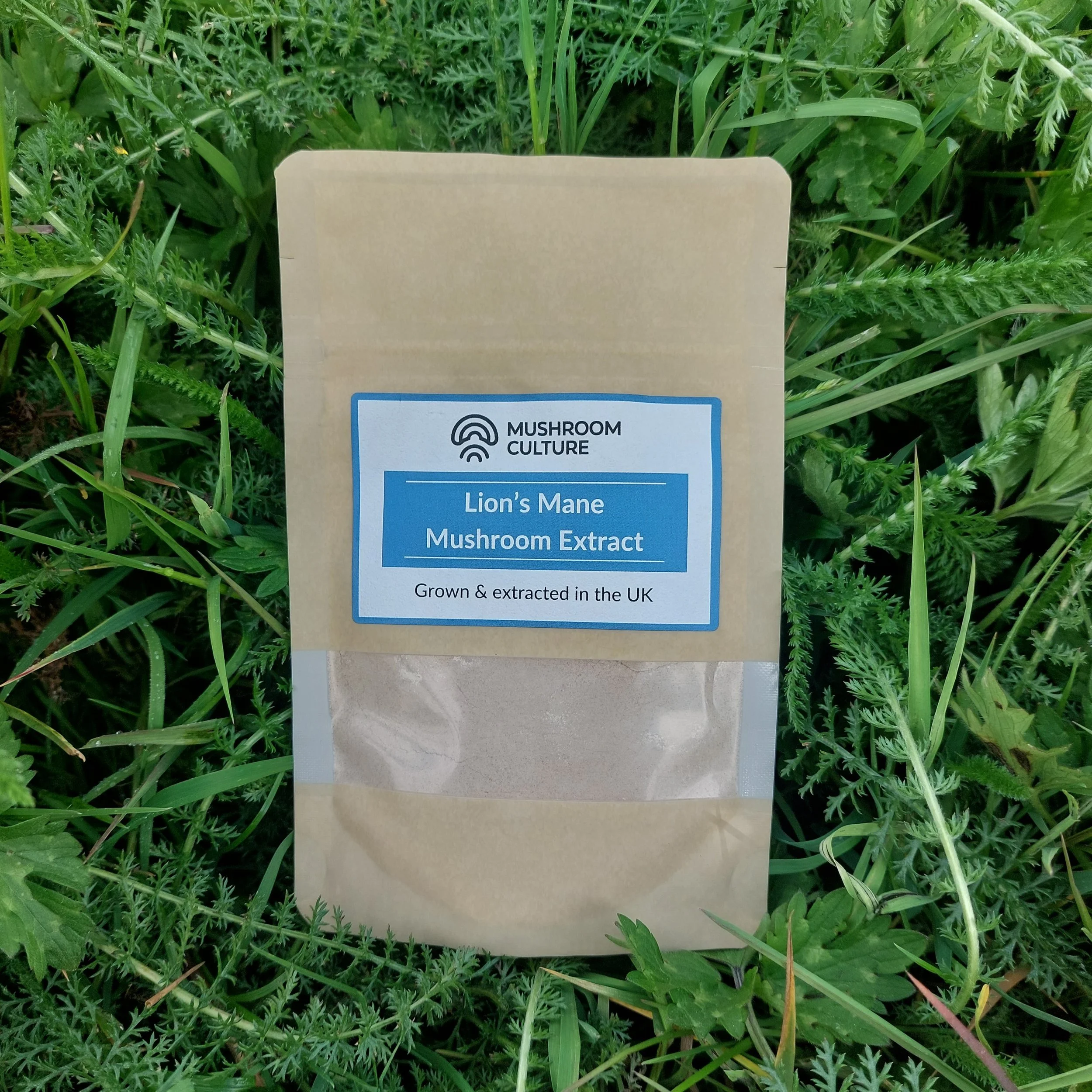 Lion's Mane Extract Powder