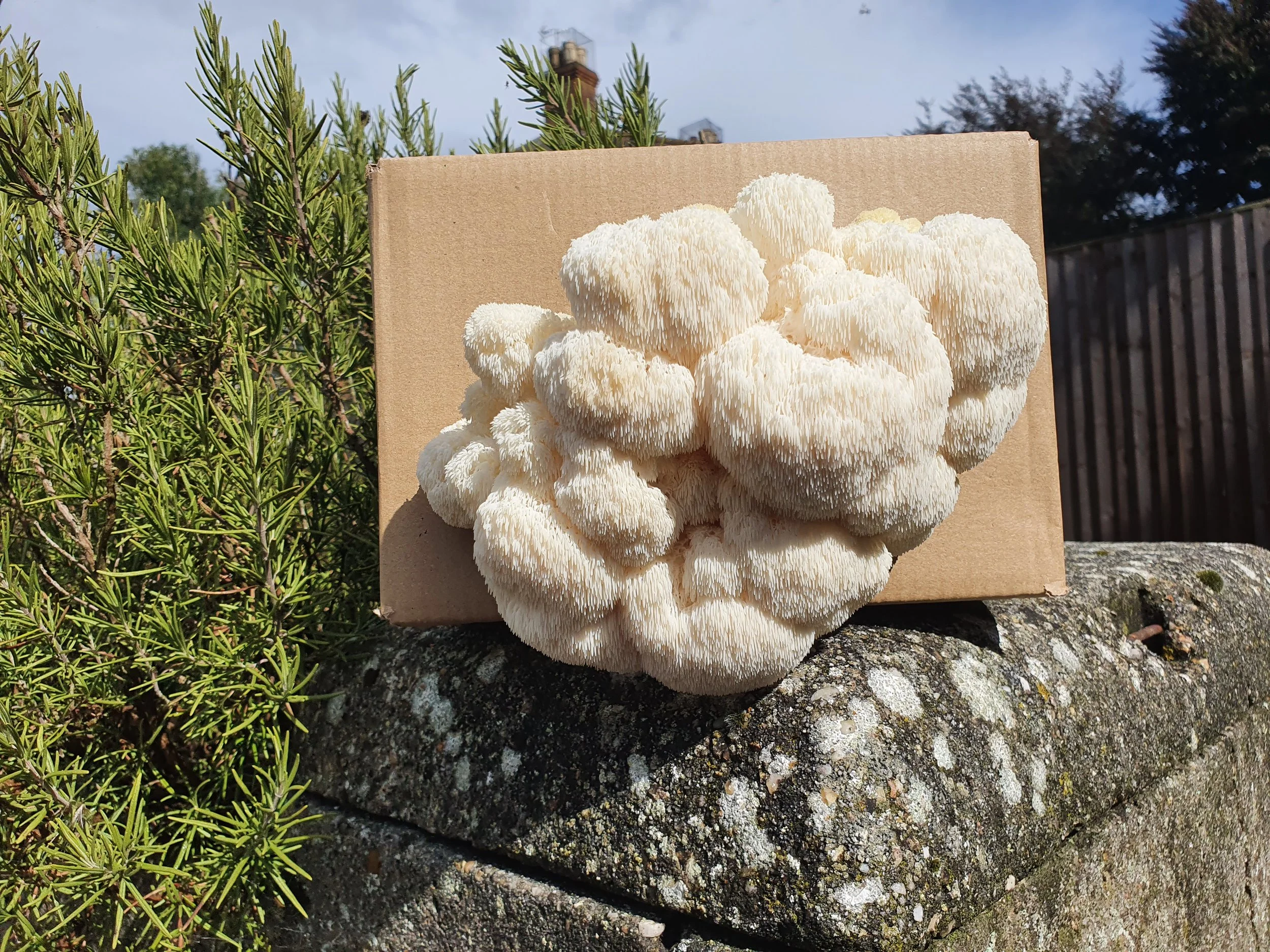 How to grow lions mane mushrooms