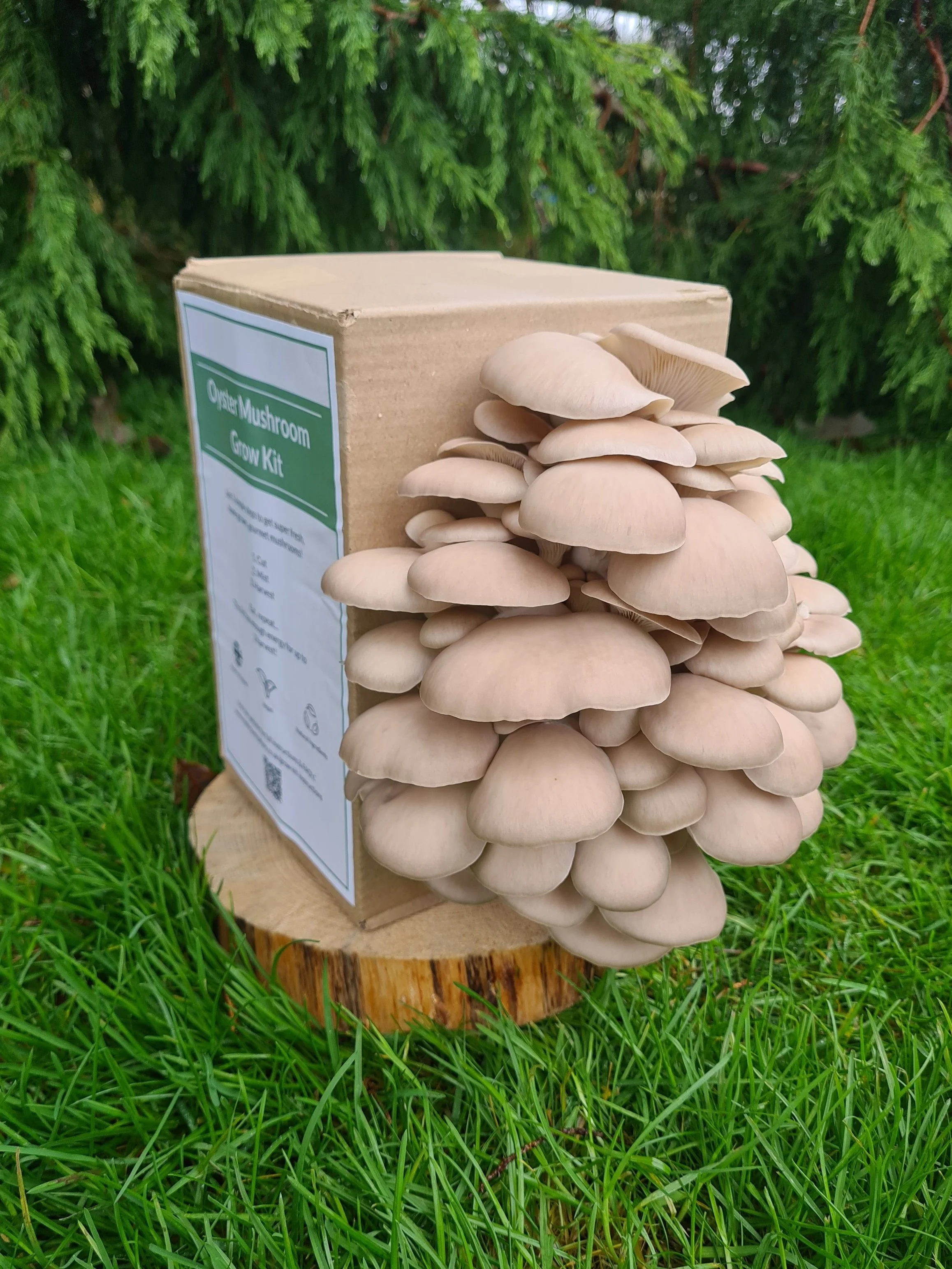 Lion's Mane Mushroom Grow Kit — Mushroom Culture