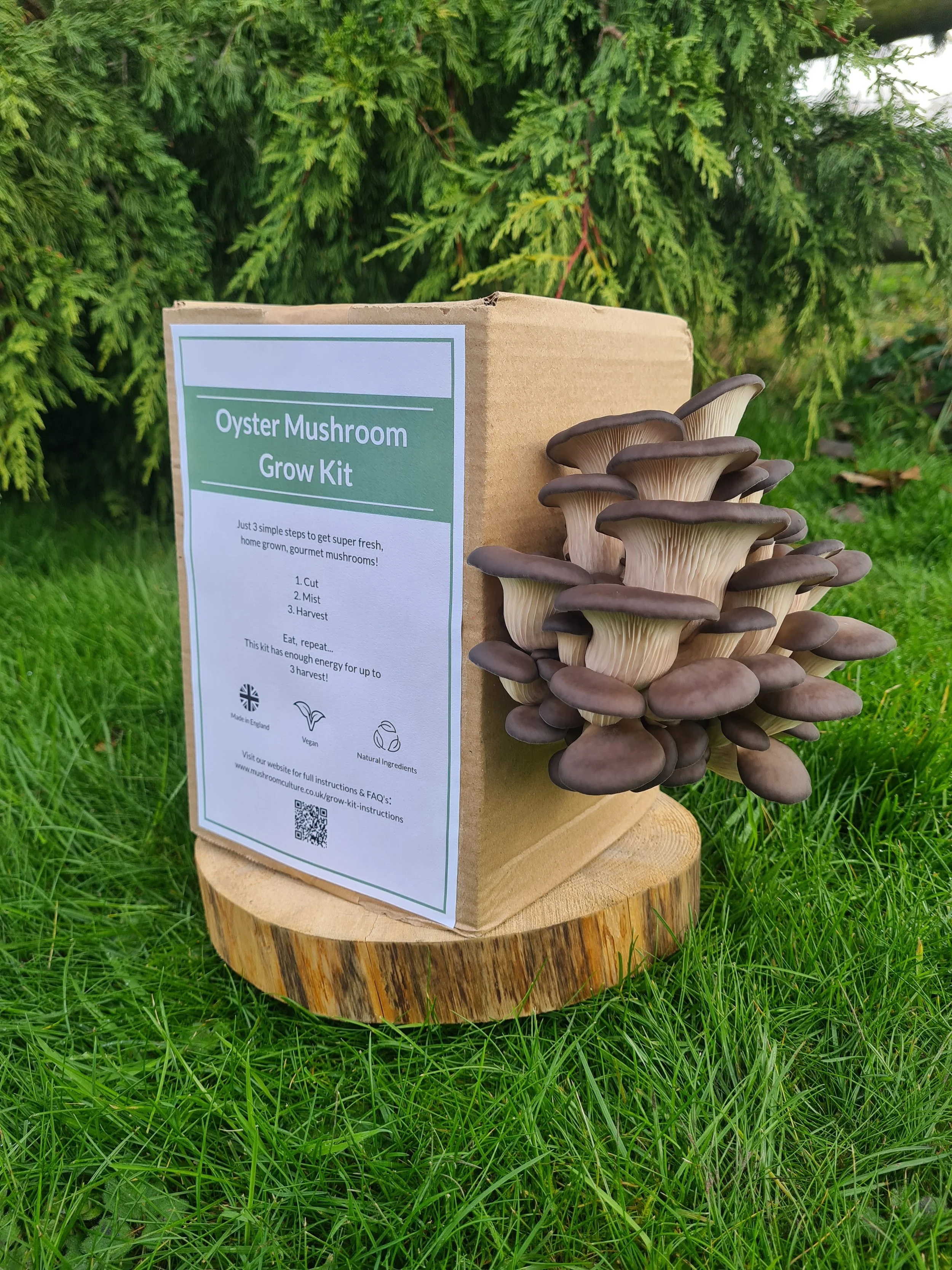 Lion's Mane Mushroom Grow Kit — Mushroom Culture