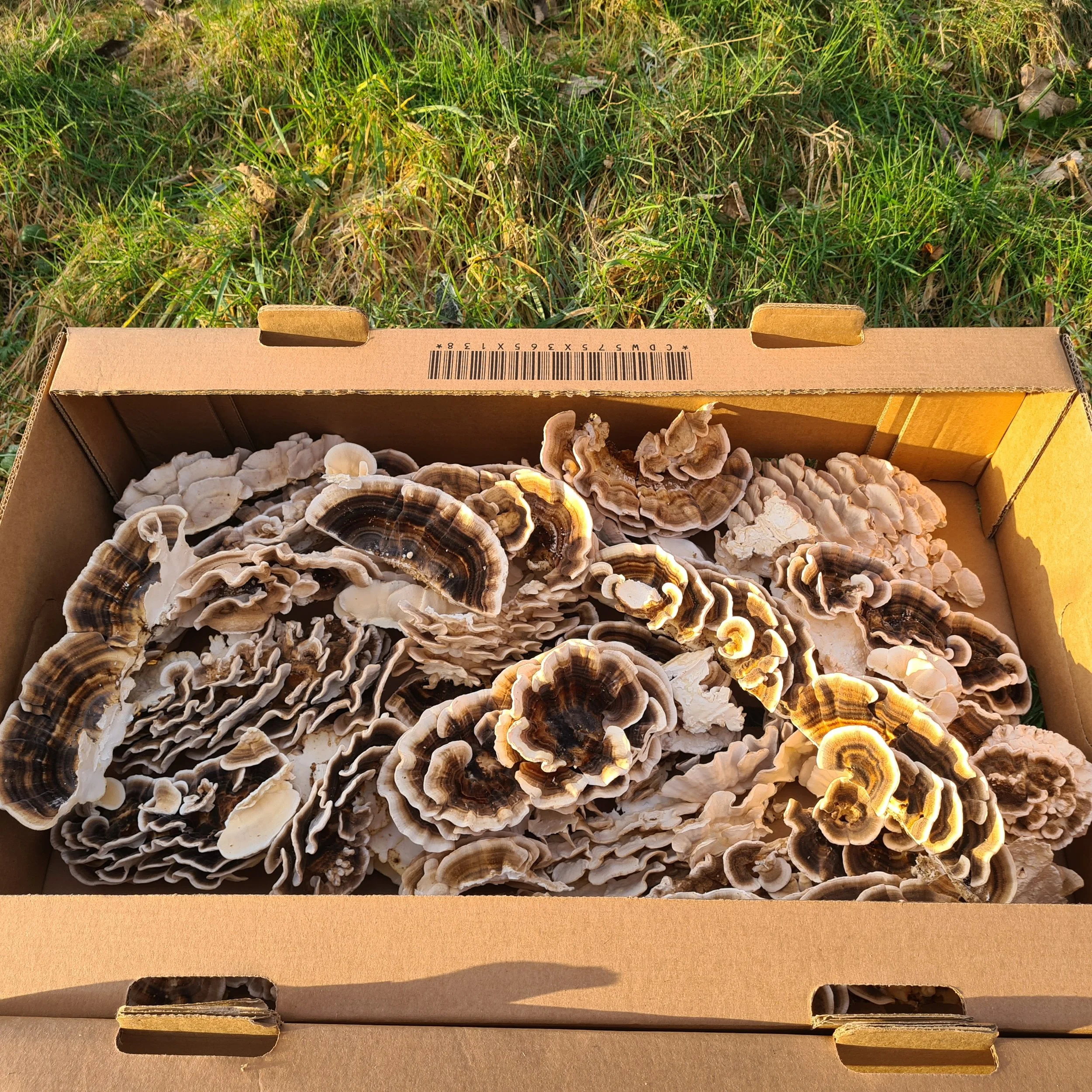 Turkey Tail Extract Powder UK Grown — Mushroom Culture