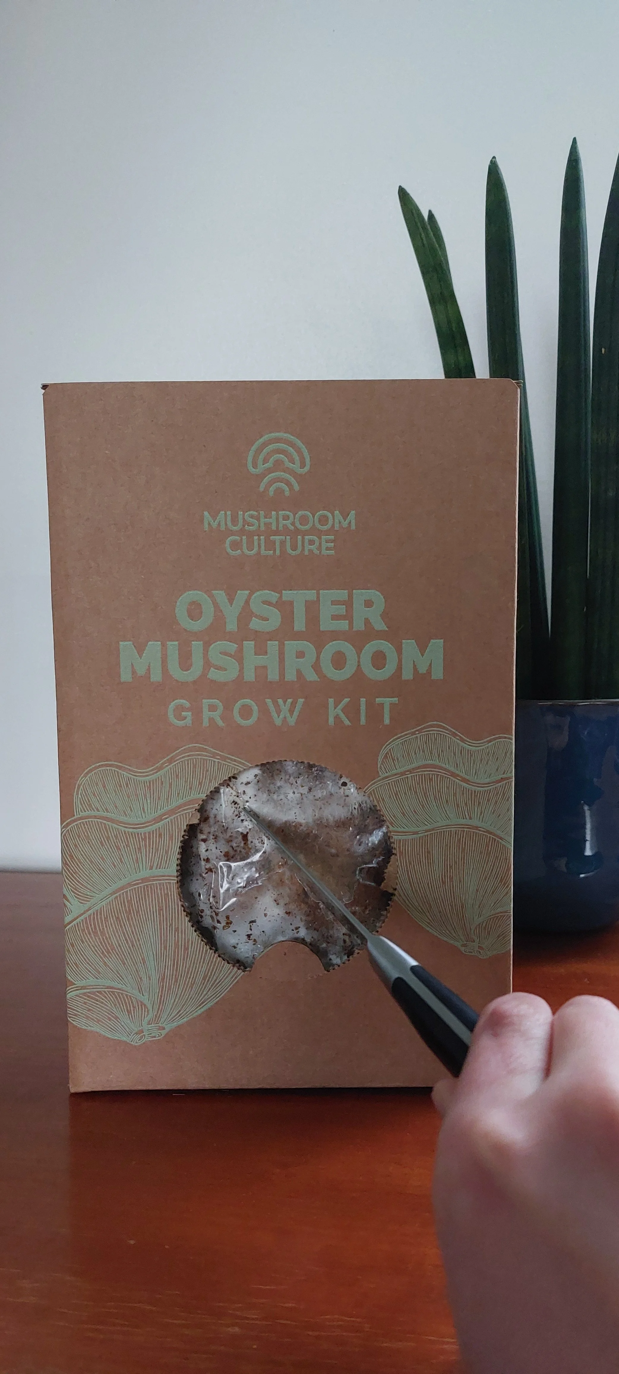 How to grow Oyster Mushrooms