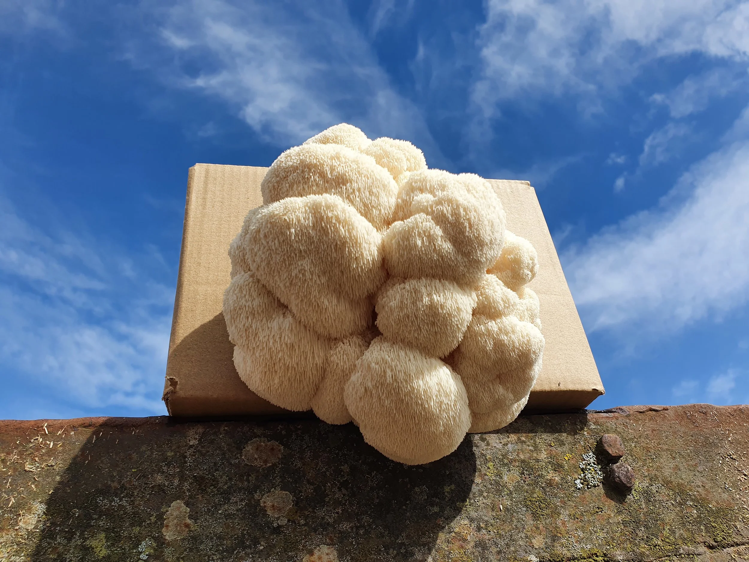 Lion's Mane Mushroom Grow Kit blue sky