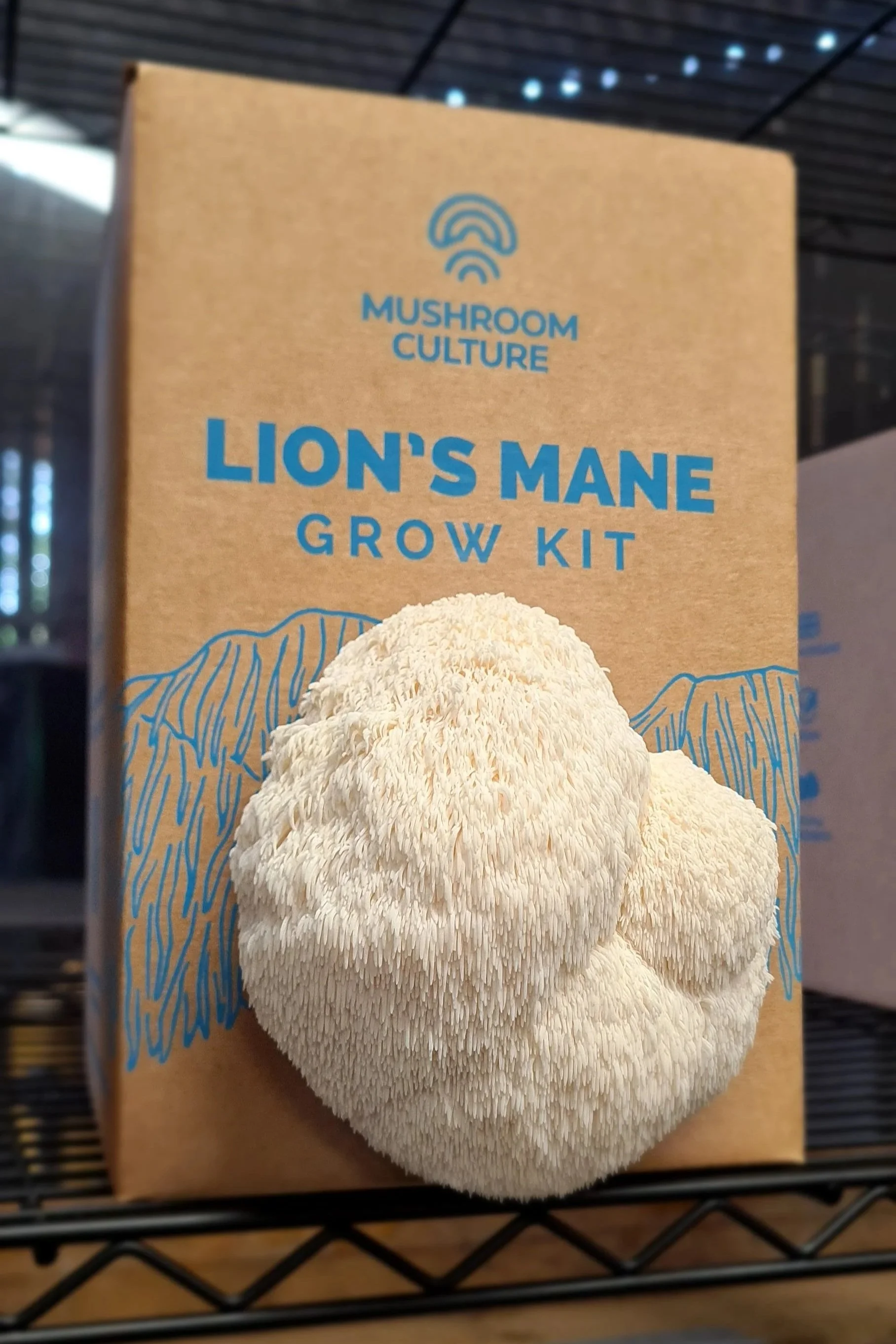 Lion's Mane Mushroom Grow Kit UK
