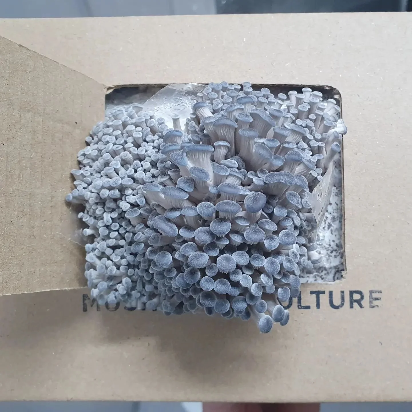 How to grow Oyster Mushrooms stage 2