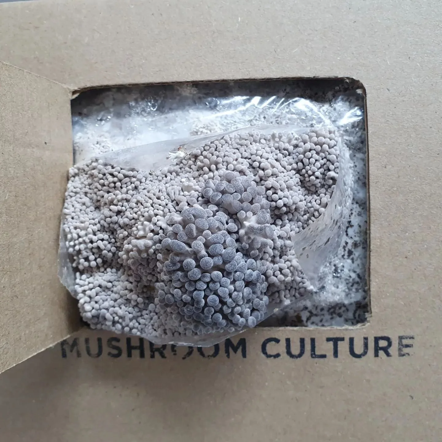 Stage 1 How to grow Oyster Mushrooms