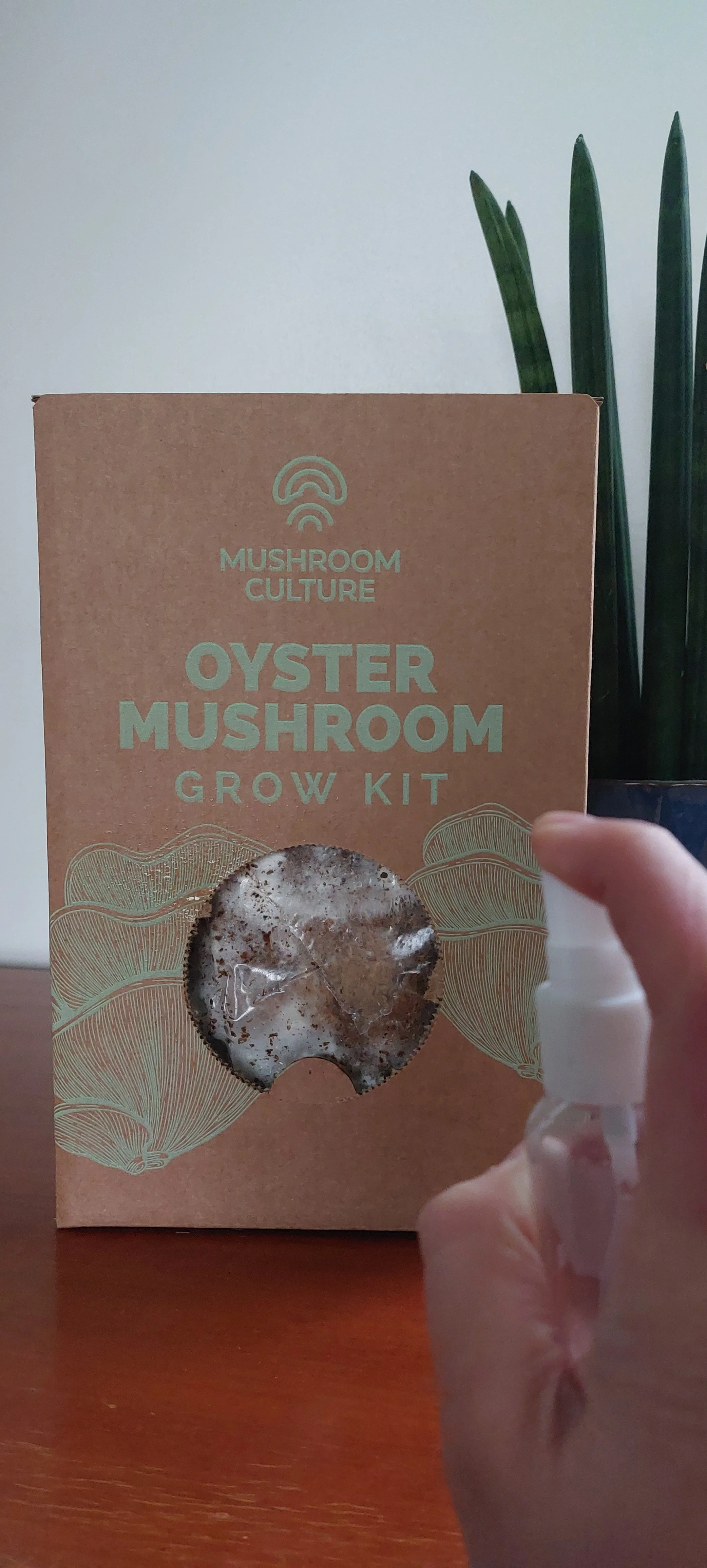 How to grow Oyster Mushrooms
