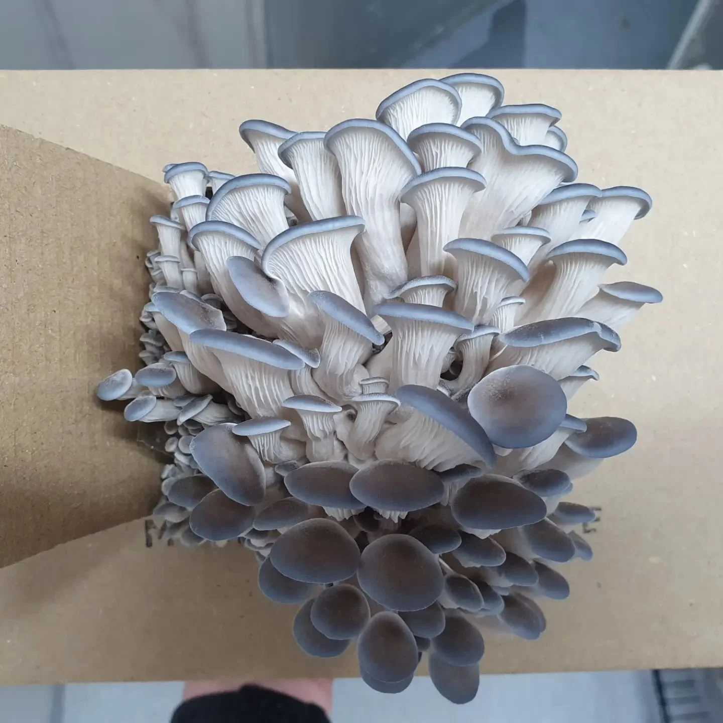 How to grow Oyster Mushrooms Stage 3