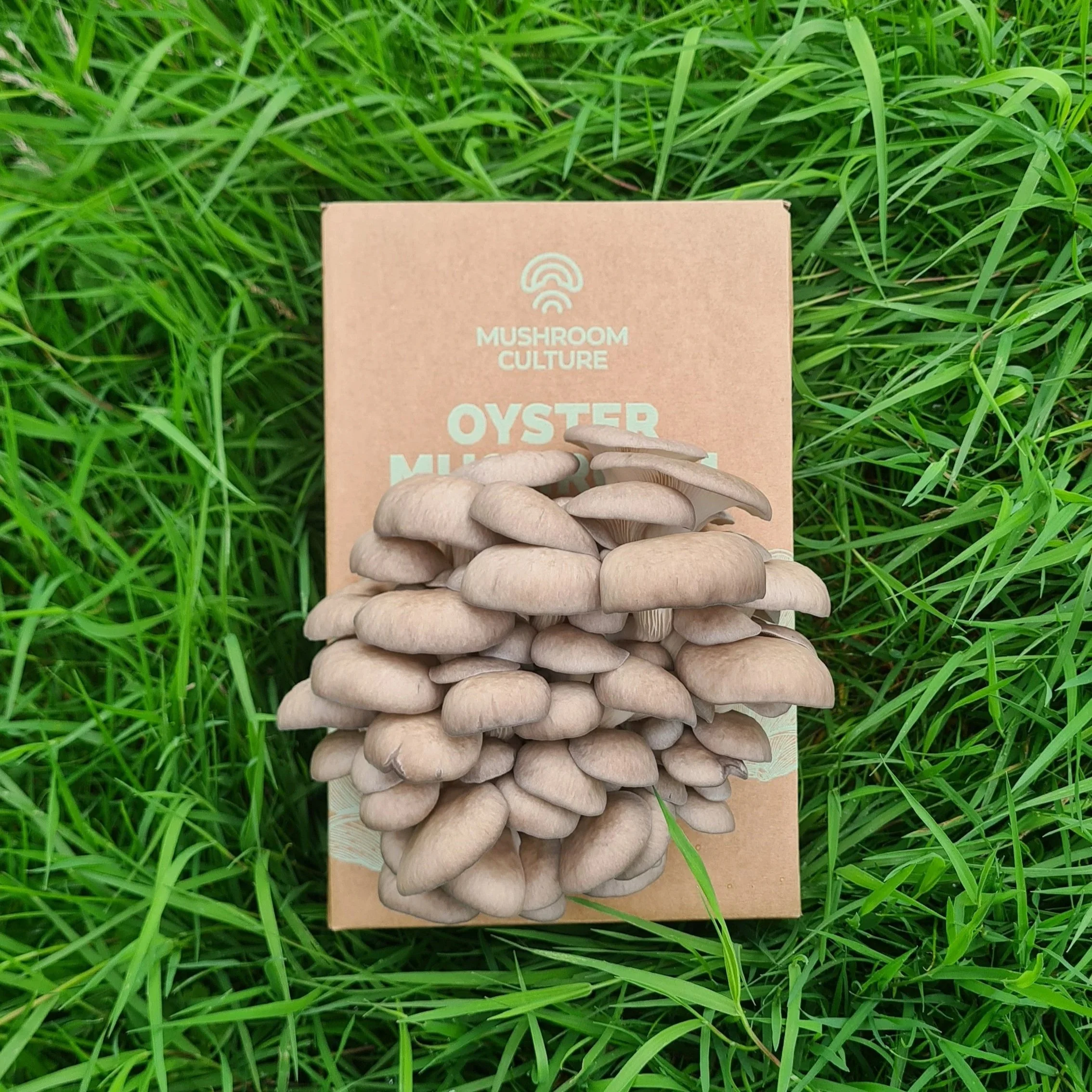 Oyster-Mushroom-Grow-Kit.jpg