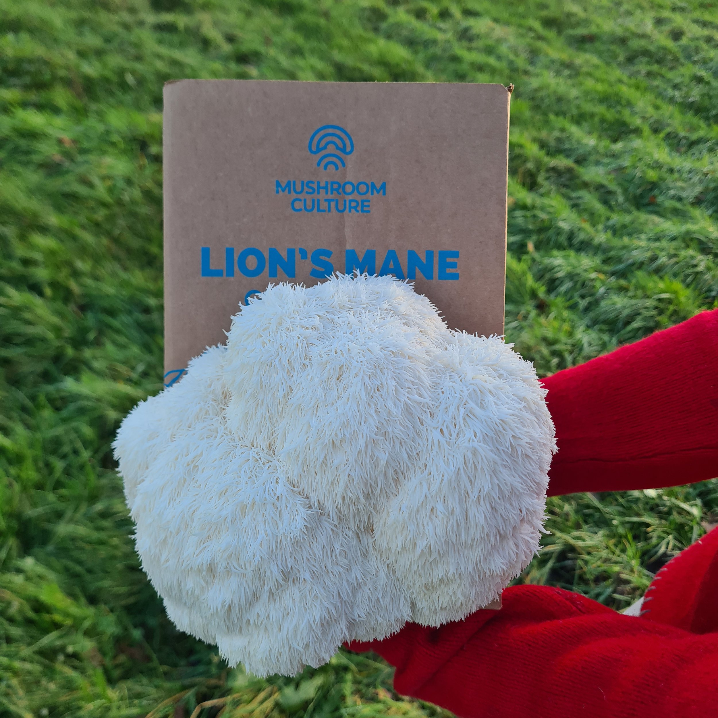 Lions mane mushroom grow kit harvest