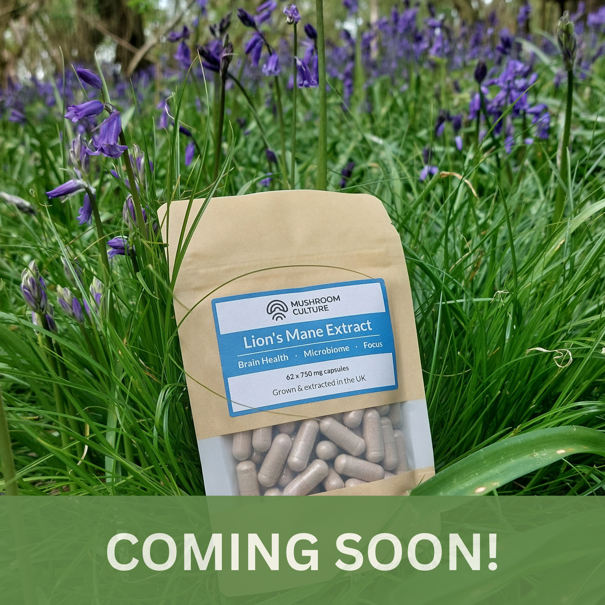 Lion's Mane Fruiting Body