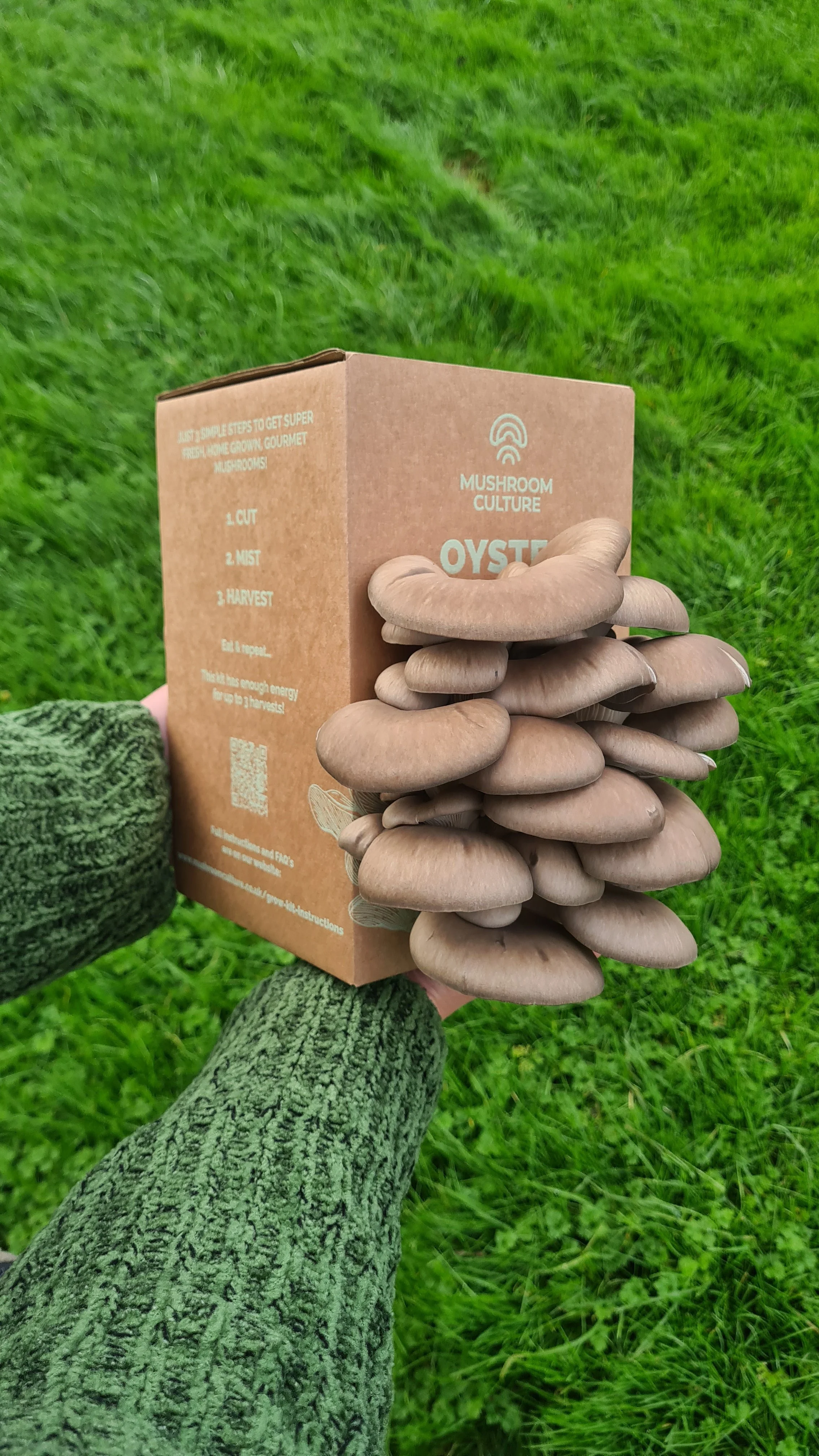 How to grow Oyster Mushrooms - ready to harvest
