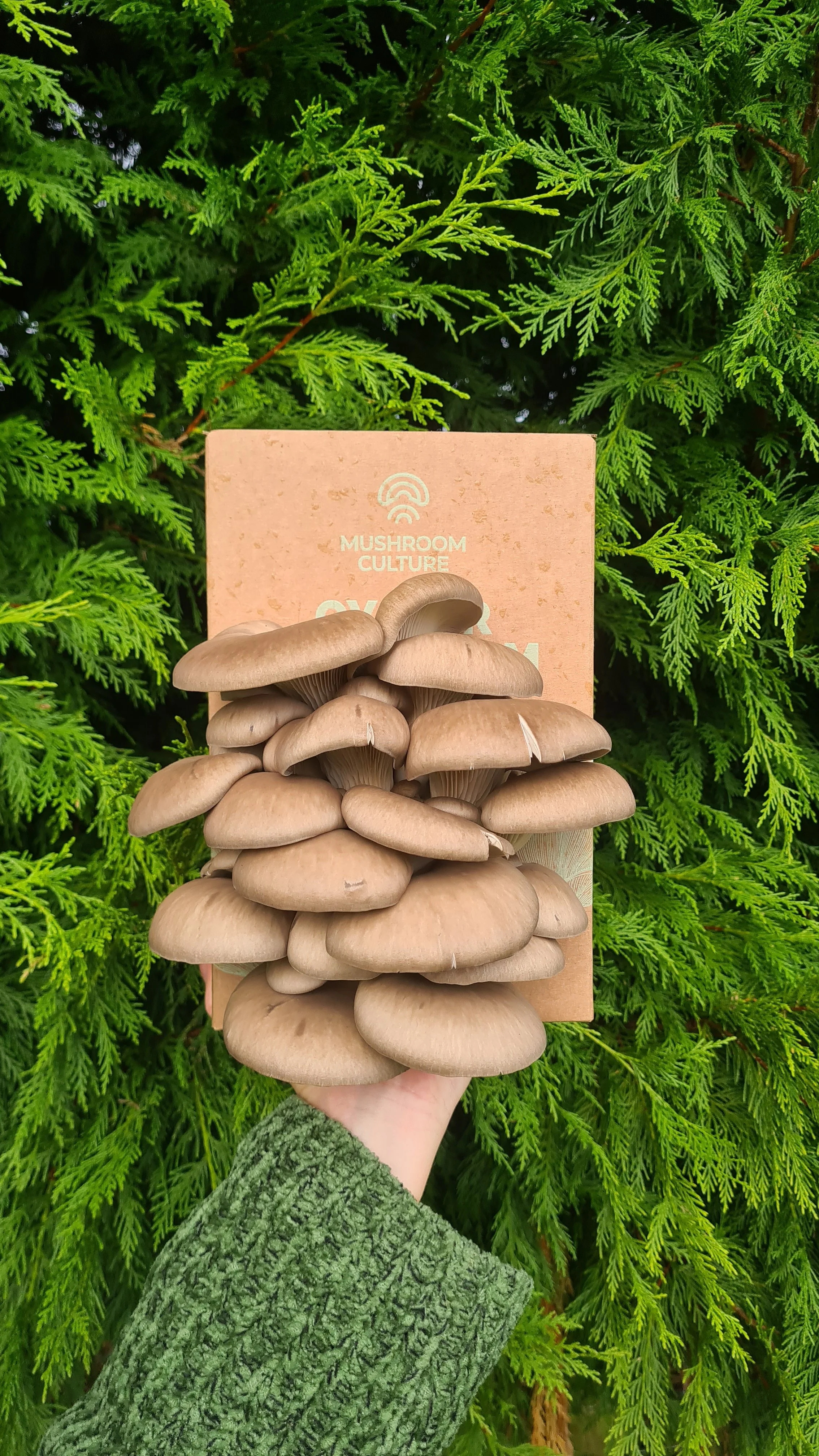 Oyster Mushroom Grow Kit UK