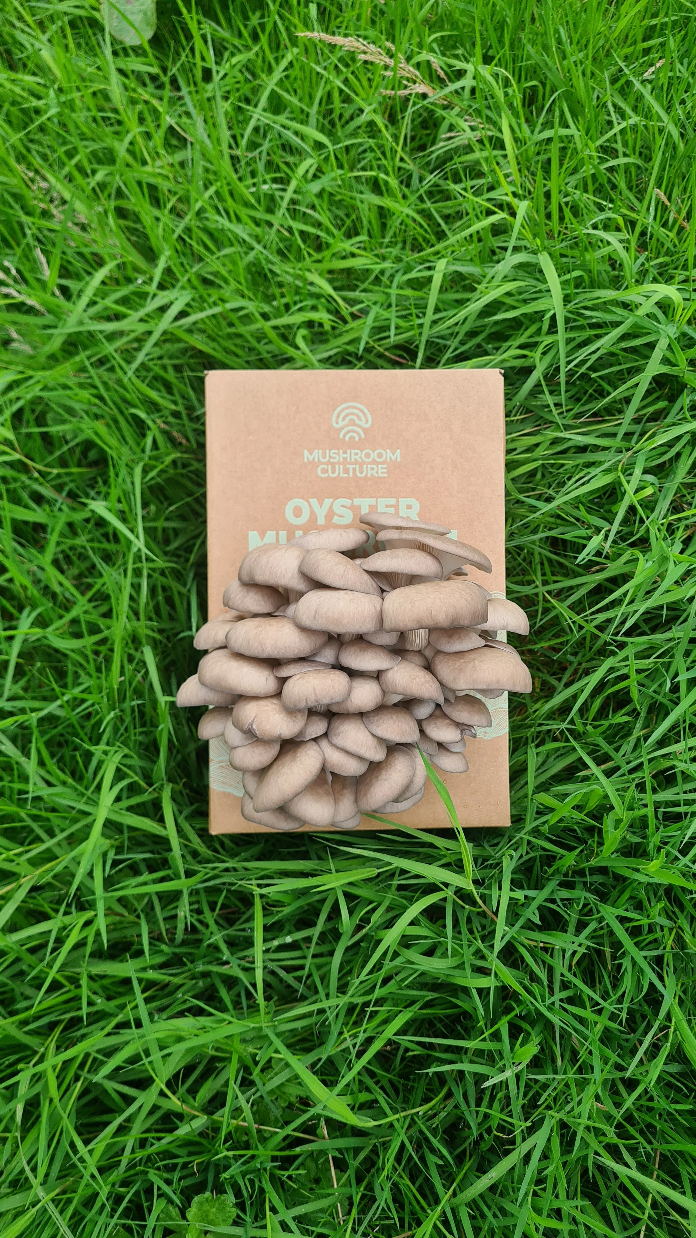 Oyster Mushroom Grow Kit