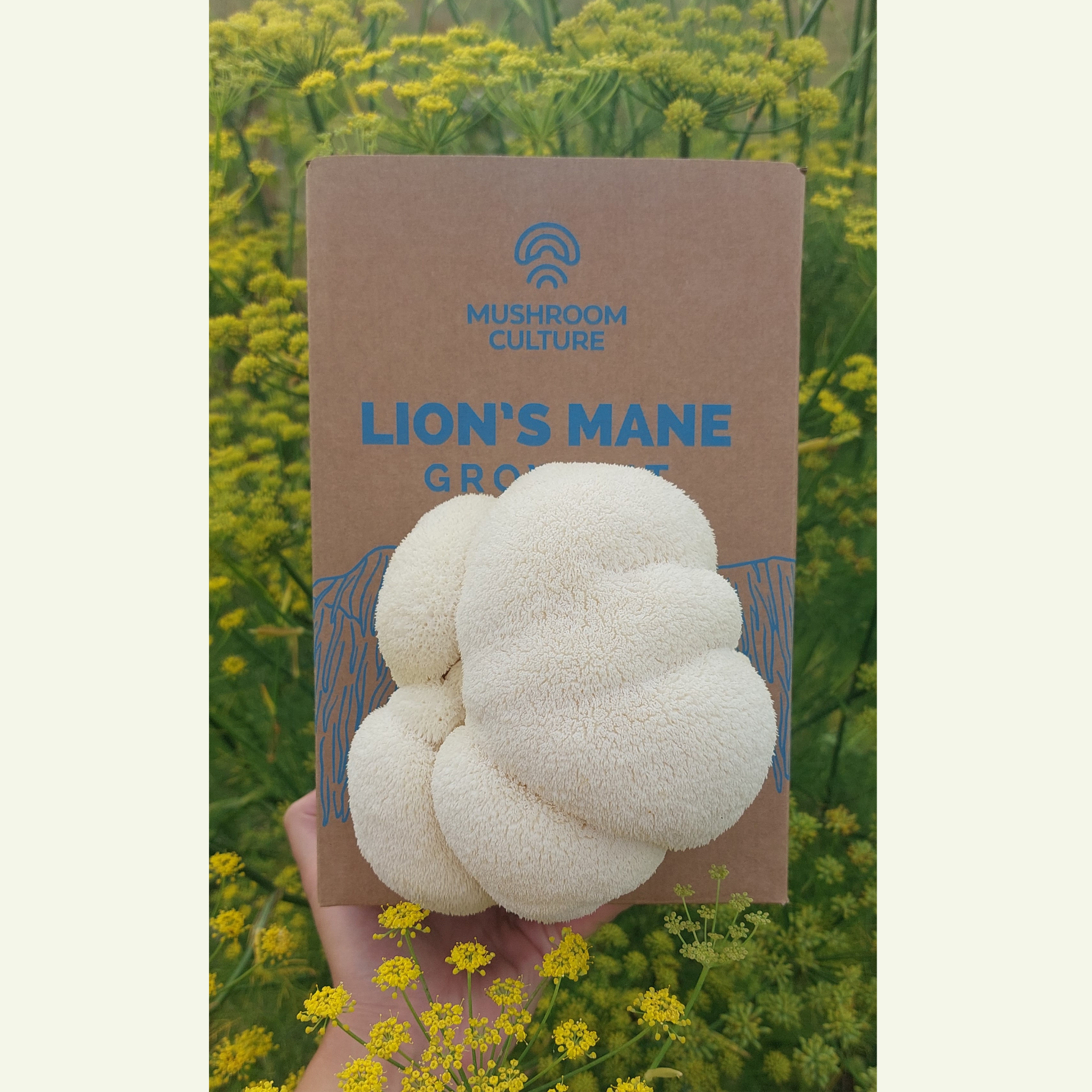 Lion's Mane Mushroom Grow Kit
