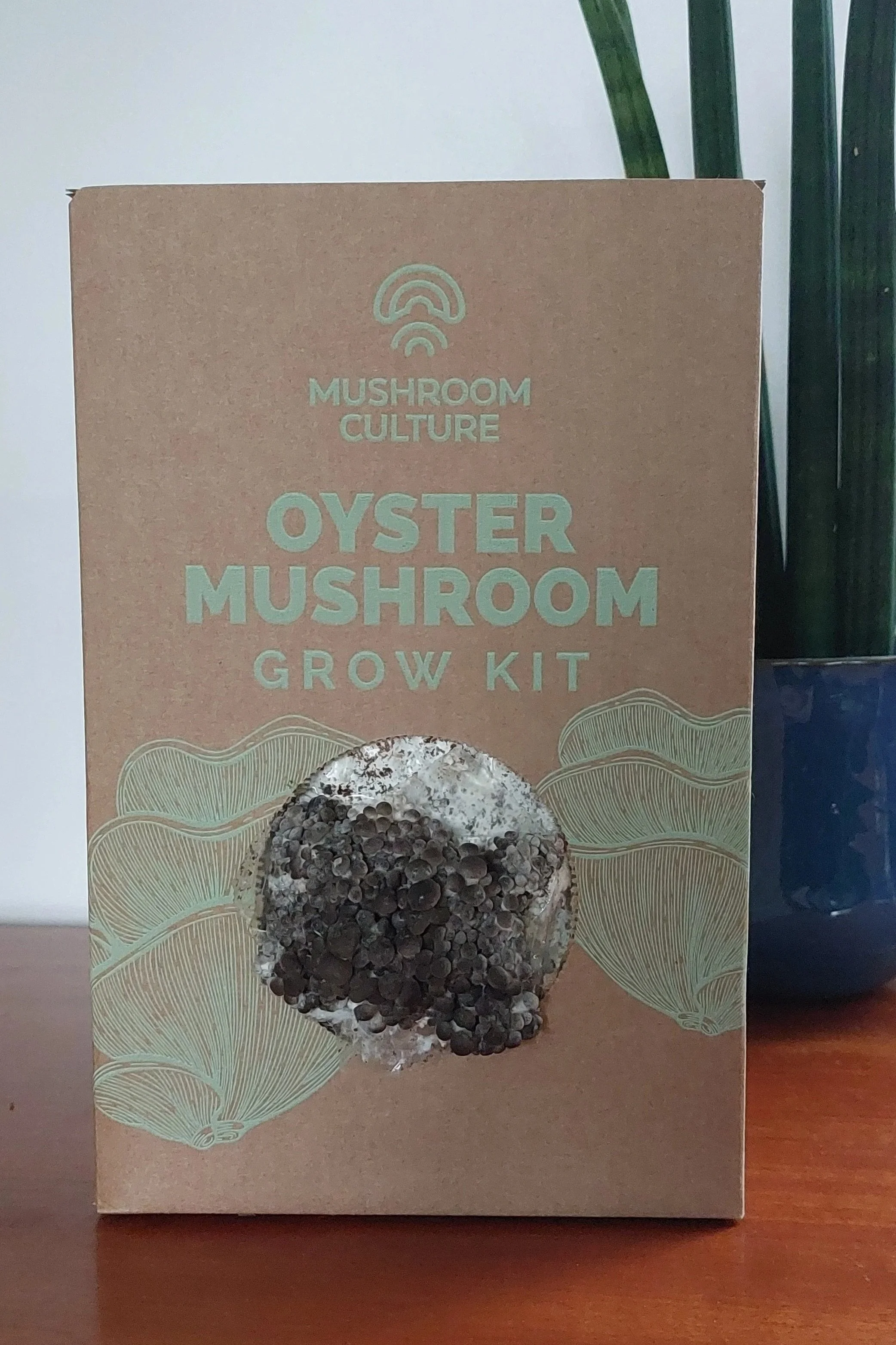 How to grow Oyster Mushrooms